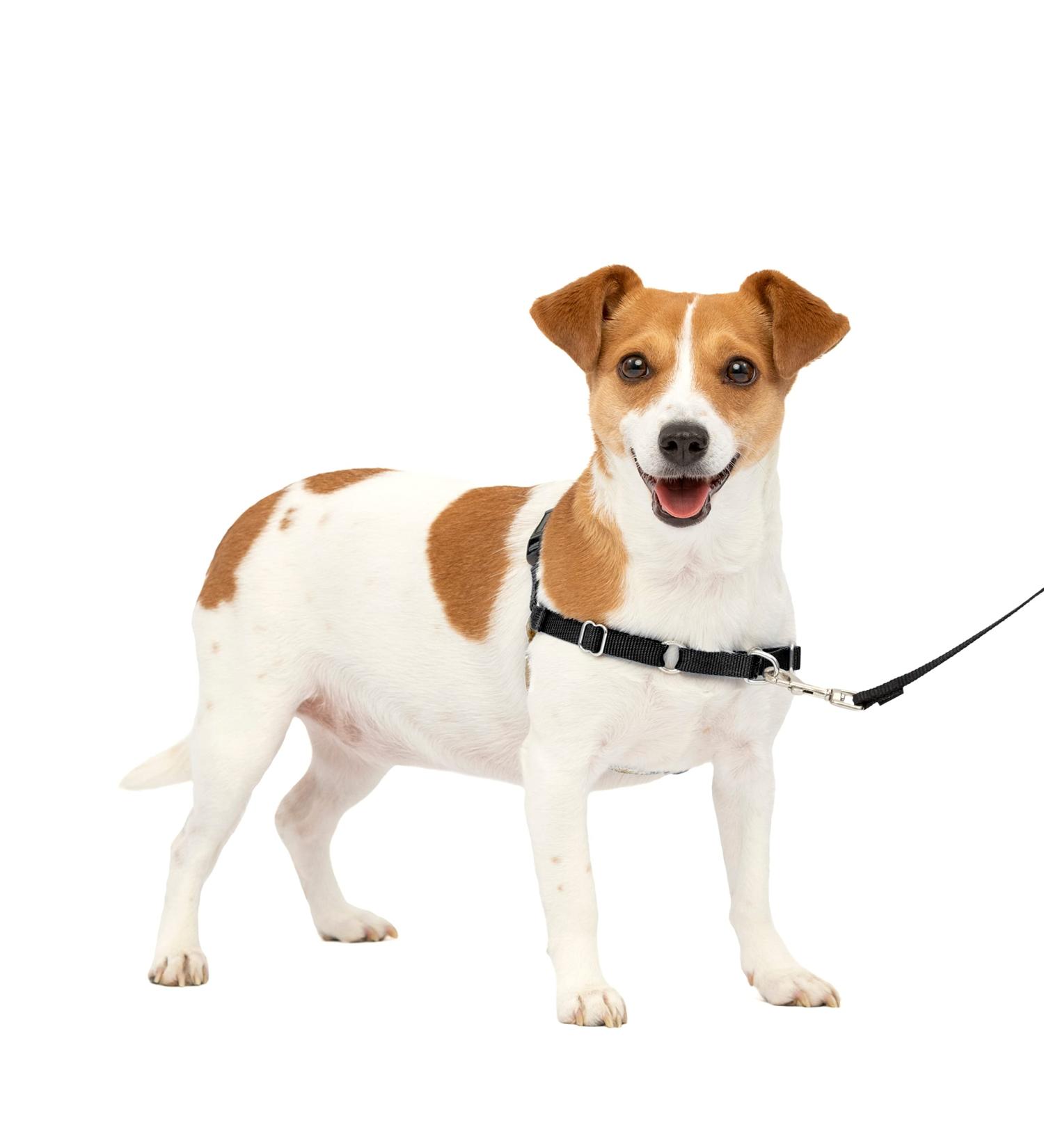 PetSafe Easy Walk Harness - Anti-Pull Dog Harness for Small Dogs Reduces Choking & Coughing Includes 1.8M Leash - Black - Buy Online on SooperMarket.com