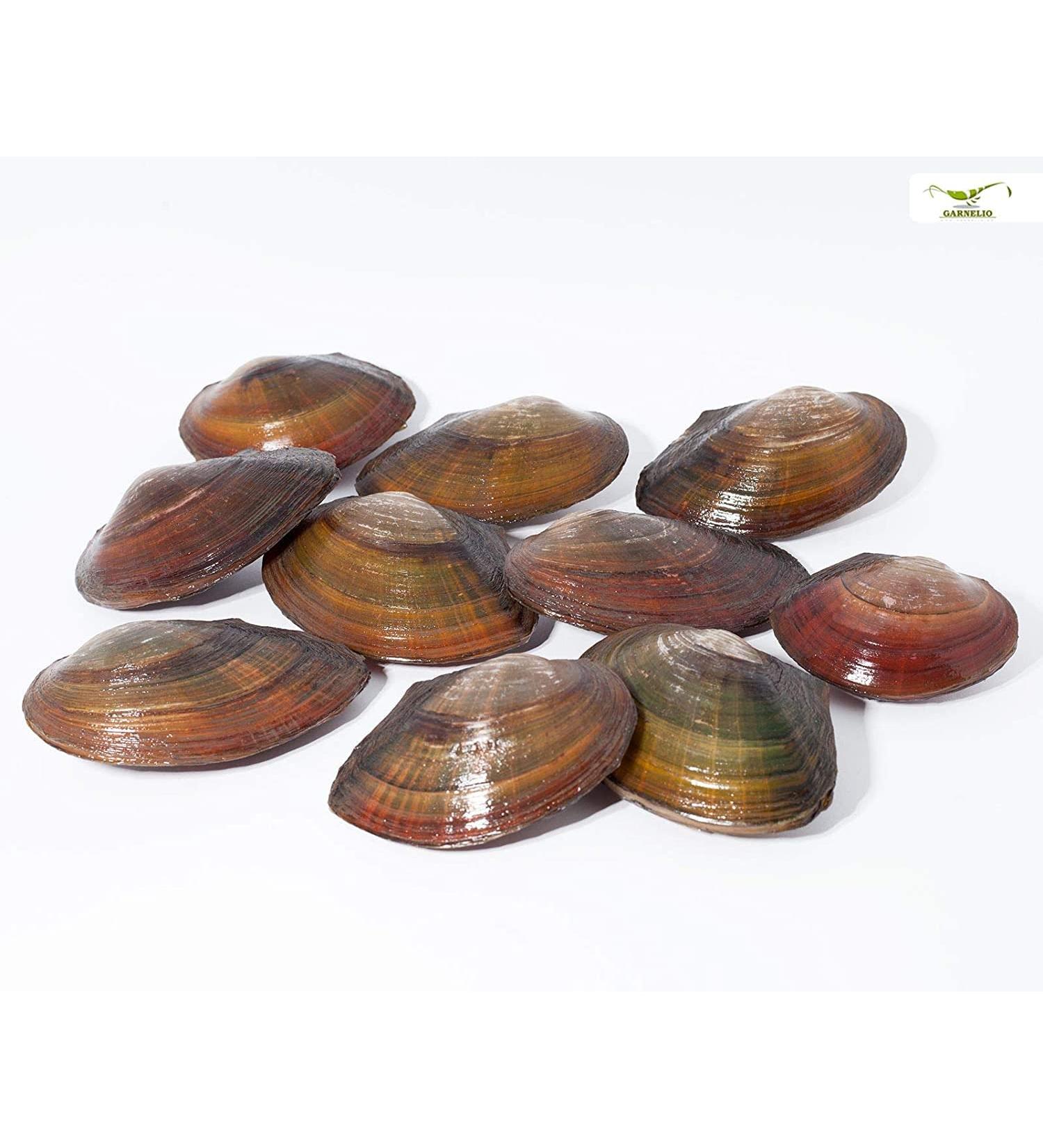 Natureholic - pond mussels I ideal for the garden pond i domestic shell I interesting reproductive biology i is very large i 10 pc 10 pcs.