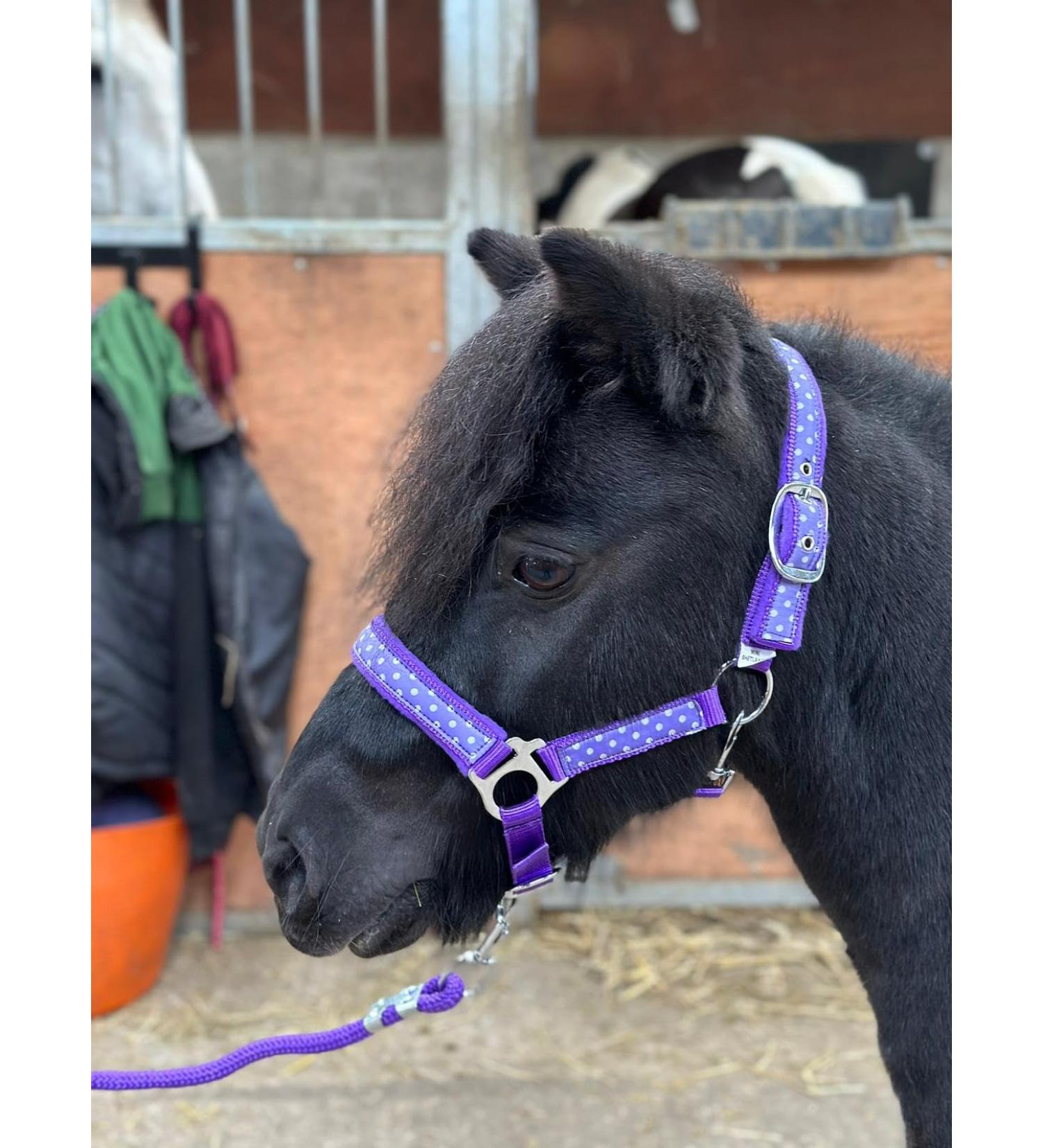 POLKA DOT HEADCOLLAR WITH LEAD ROPE FULL-MINI SHETLAND (Purple Shetland) Shetland Purple - Buy Online on SooperMarket.com