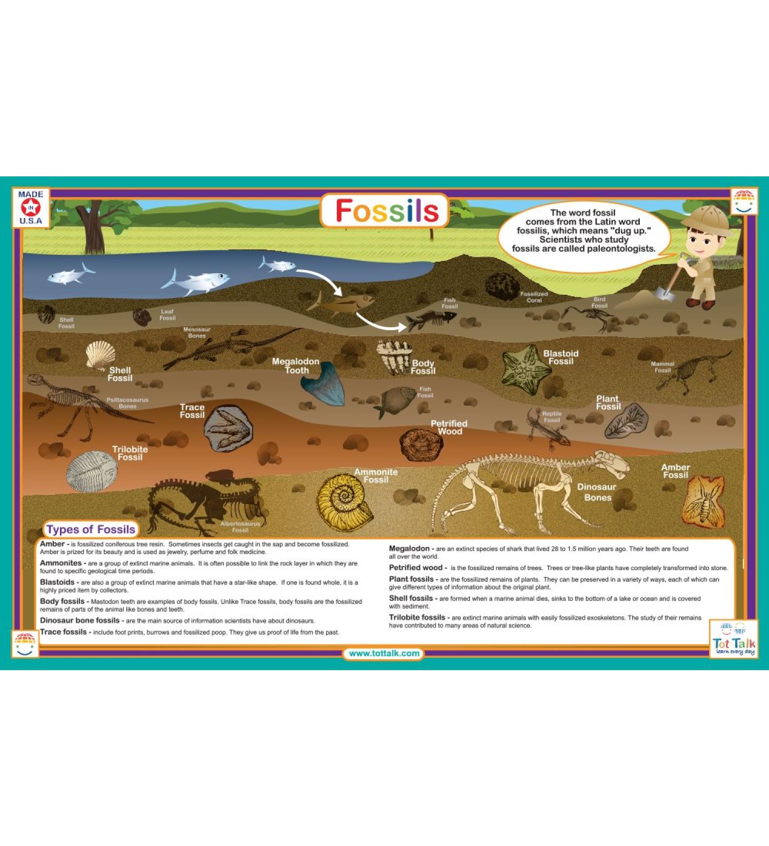 Fossils Placemat