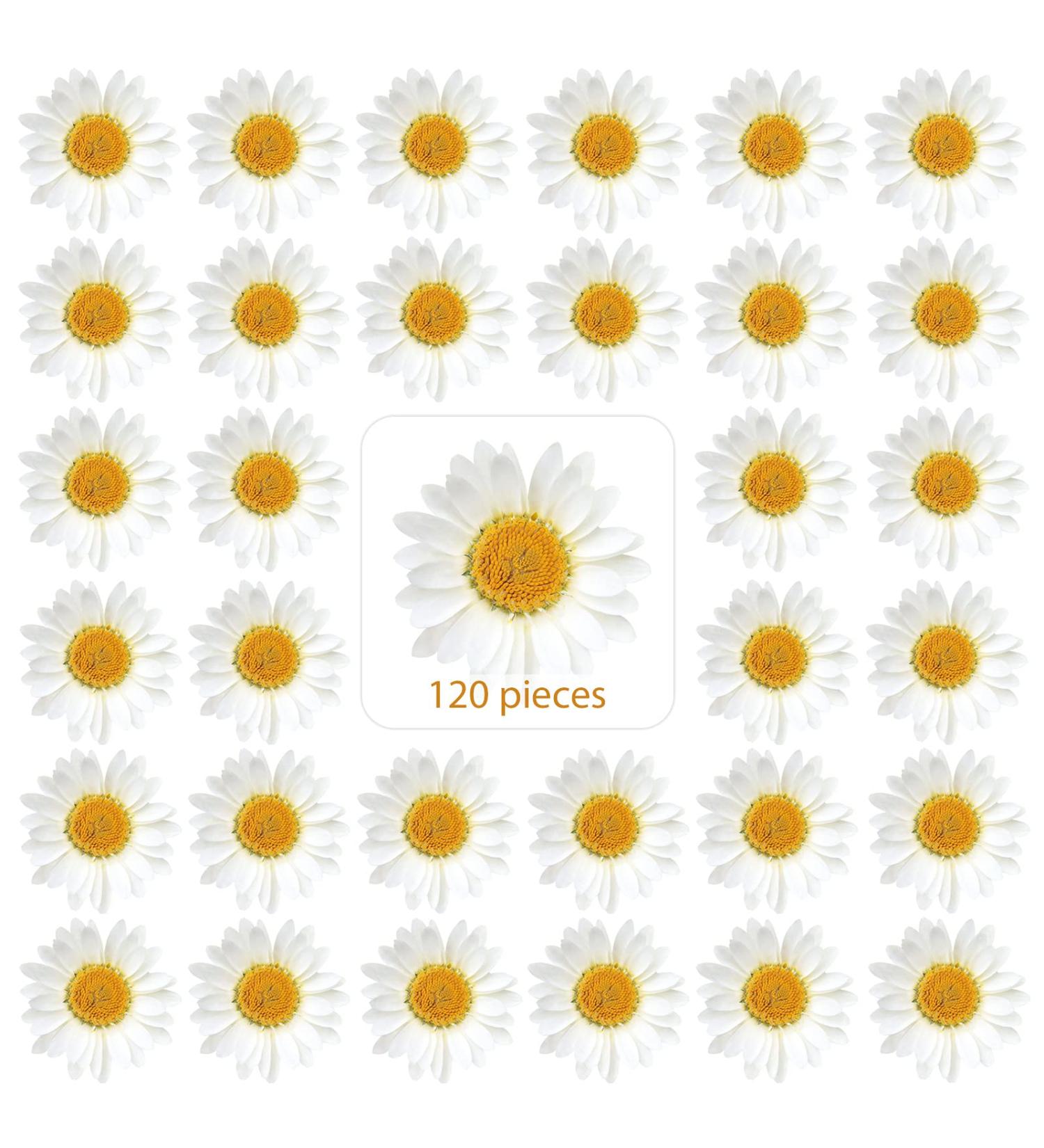 120 Real Dried Daisy Flowers - Natural DIY Petals for Scrapbooks & Art Decors (Primary Color) - Buy Online on SooperMarket.com