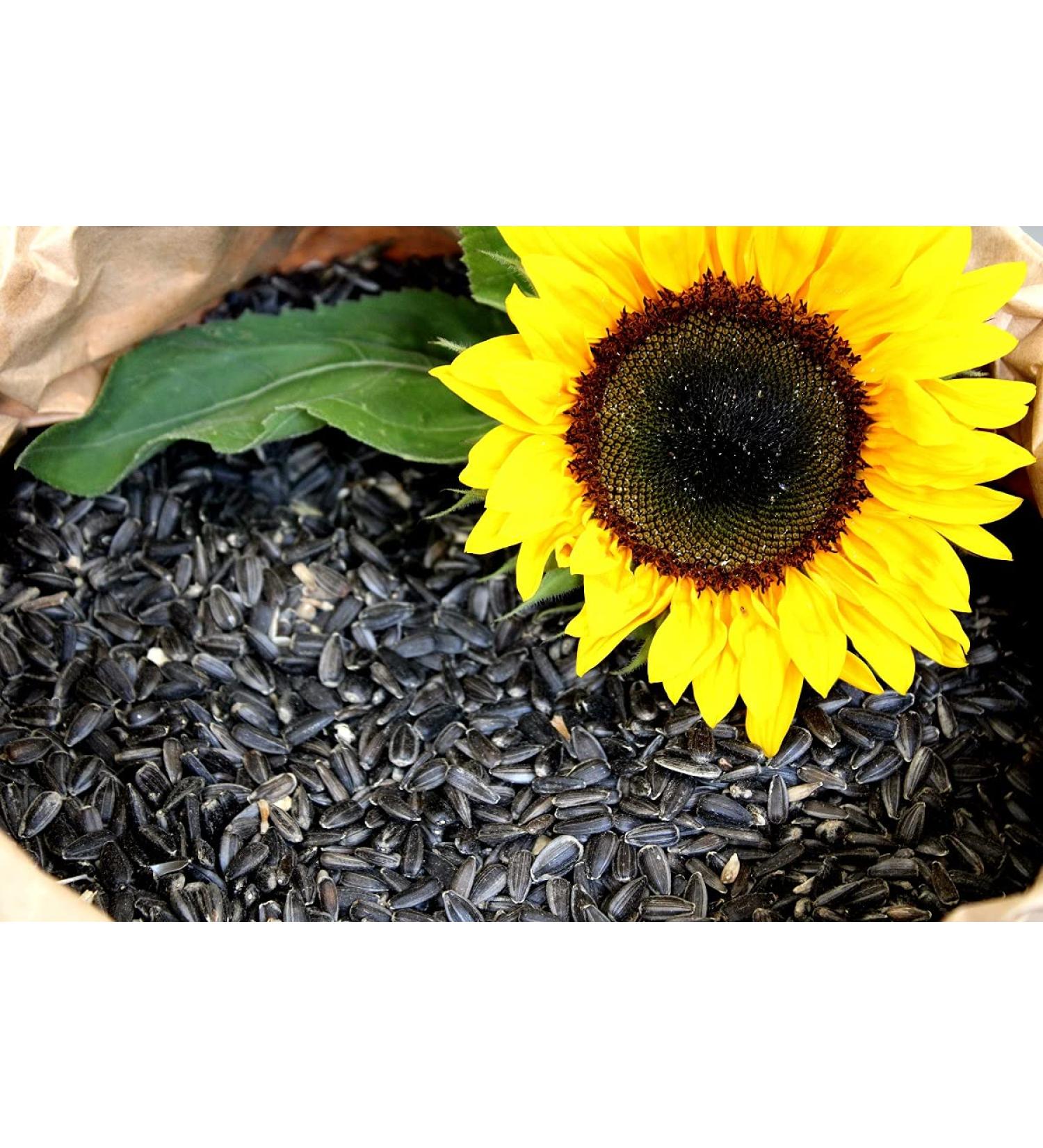 Sunflower seeds black 25 kg feed farmer new harvest 2023 bird feed
