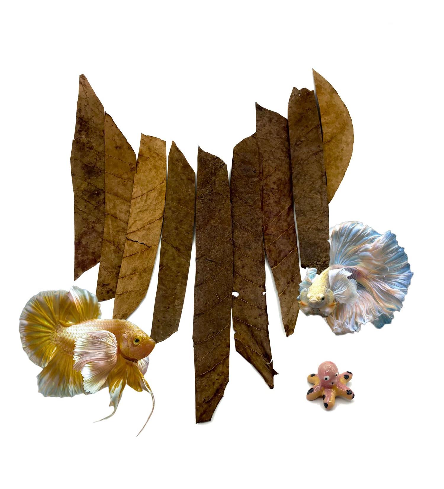 BettaLeaf Comfort Zone for Fish Indian Almond Leaves Slice in Pieces Leaf Ready to use 45 Grams Pack (80 100 Pieces) | Best Gold Brown Quality | Fish Tank for Betta Fish Shrimp Crayfish for Healthy - Buy Online on SooperMarket.com