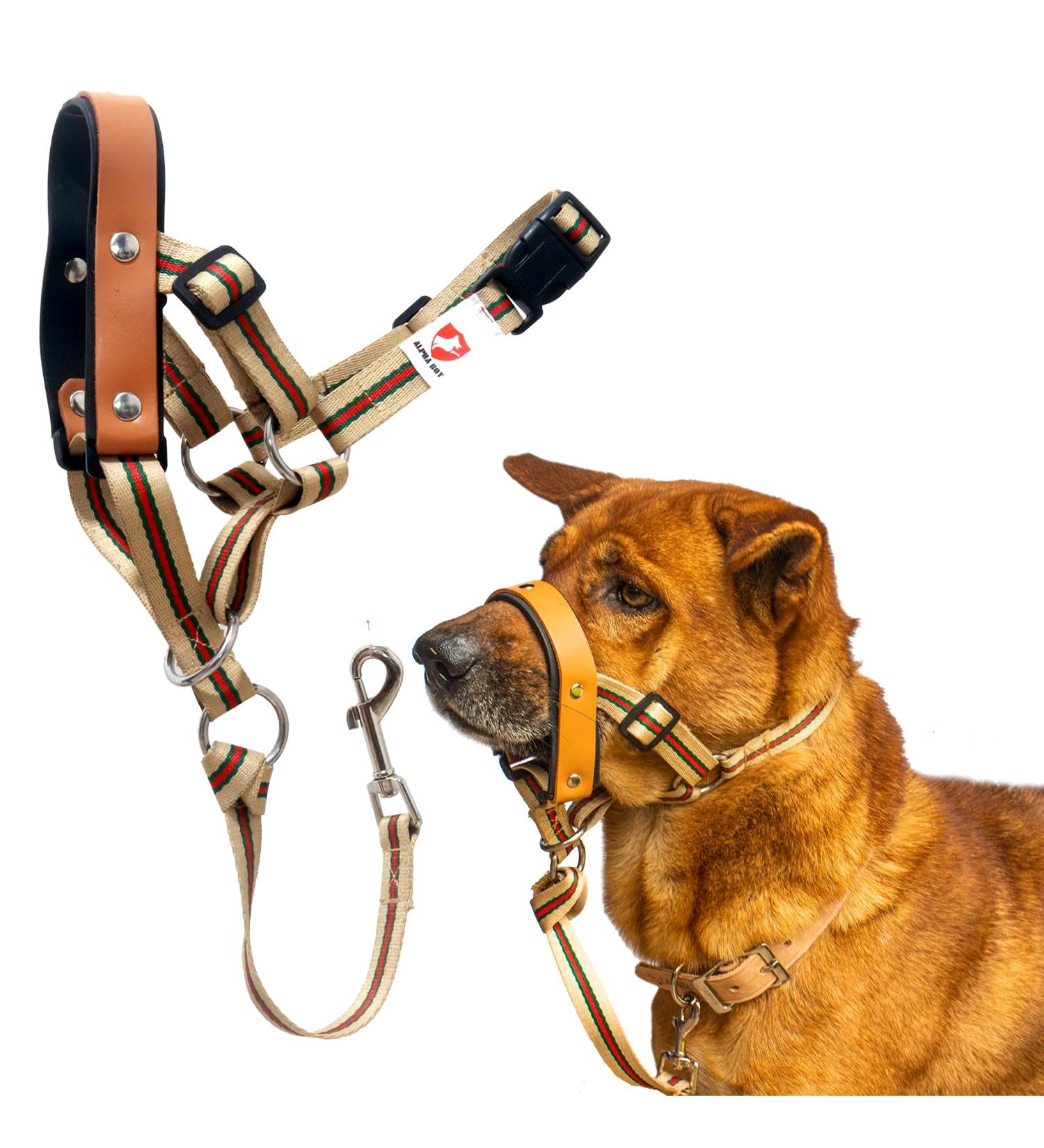 Alpha Boy Dog Training Collar | Comfortable Real Leather Harness for All Breeds | Easy-to-Use with Quick Lock Buckle (XXL) - Buy Online on SooperMarket.com