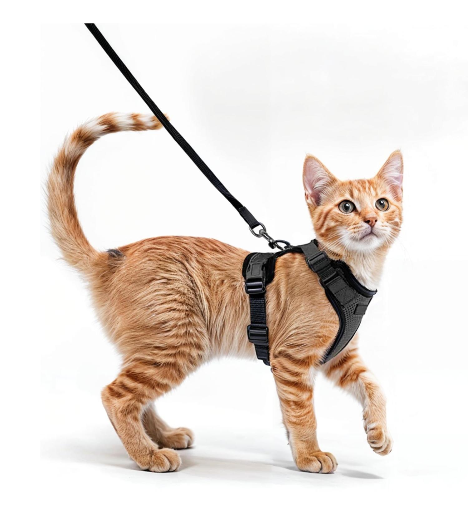 Comfortable Cat Dishes with Leash - Breathable Air Mesh Fits Neck 28-35 cm & Chest 45-51 cm - Easy On/Off - Black S - Buy Online on SooperMarket.com