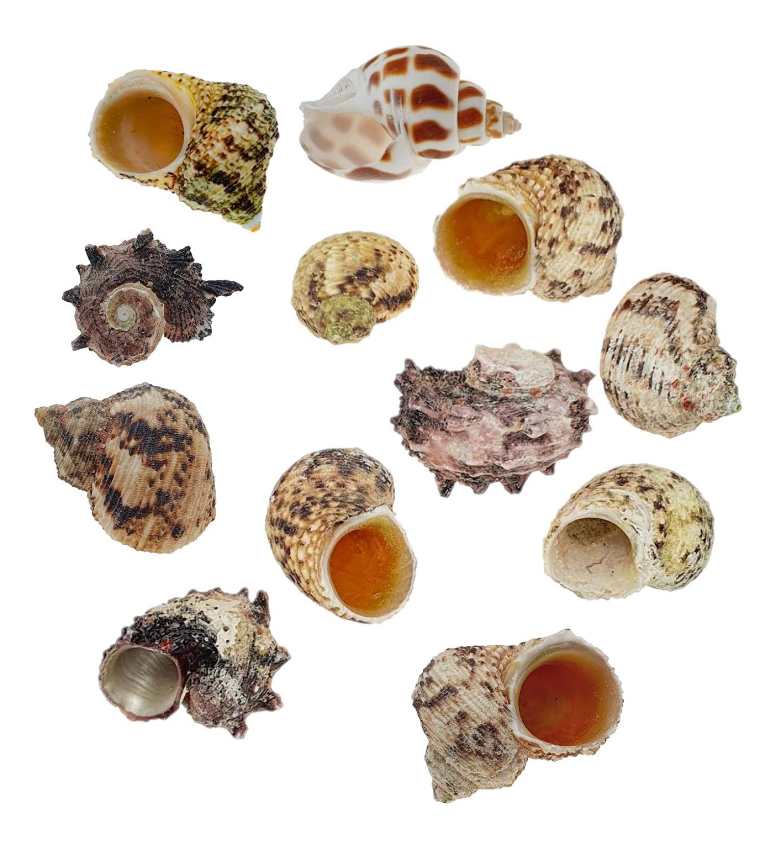 Avalon Cosmetic Packaging Assorted Spiral Seashells 12 Pcs Mixed Medium/Large Size Shells - Perfect for Hermit Crabs - with round opening: 0.5''-1.0'' width. - Buy Online on SooperMarket.com