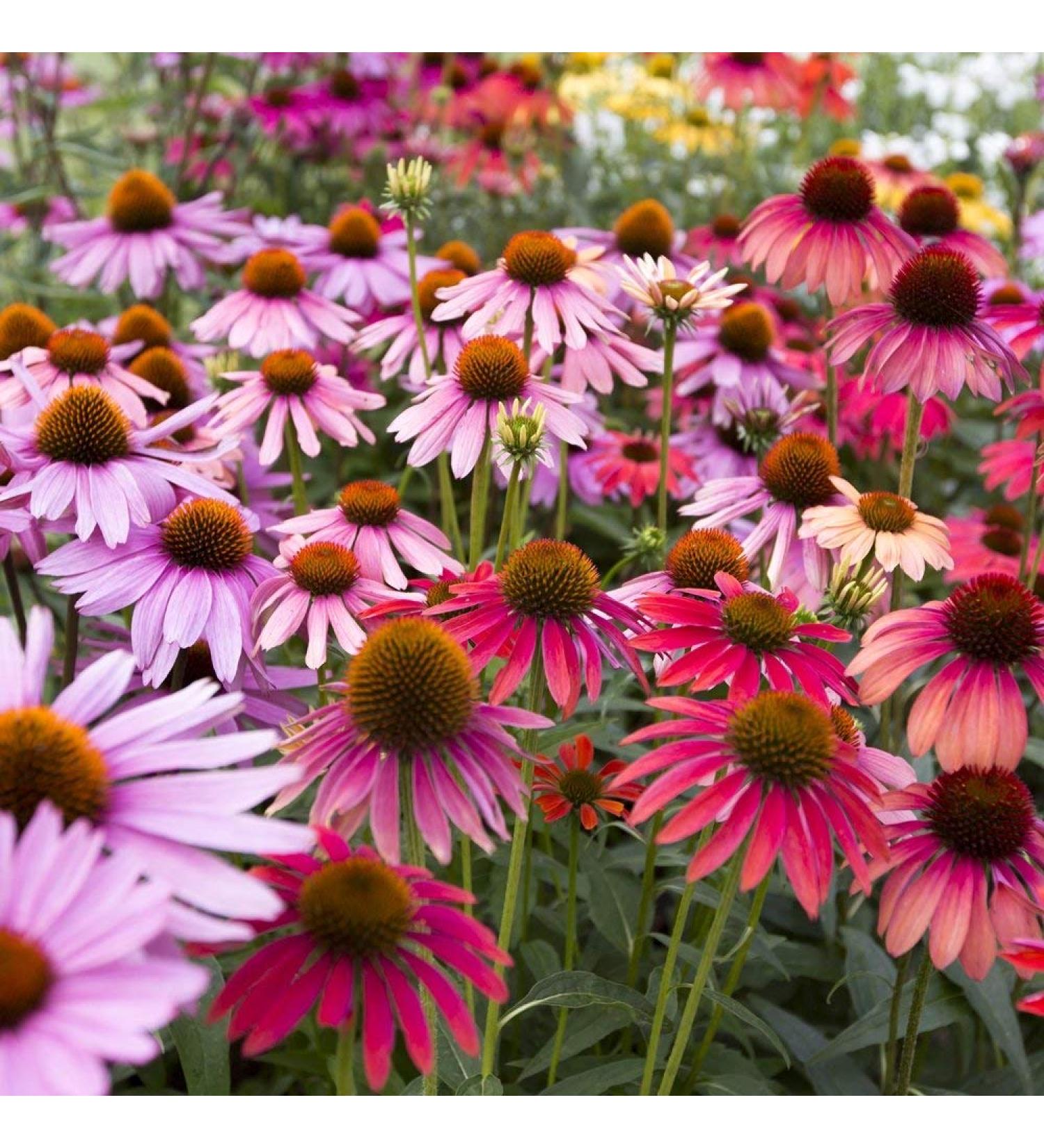Echinacea Mixed Seeds - High-Quality Echinacea Seeds for International Shipping | Grow Your Own Echinacea - Buy Online on SooperMarket.com