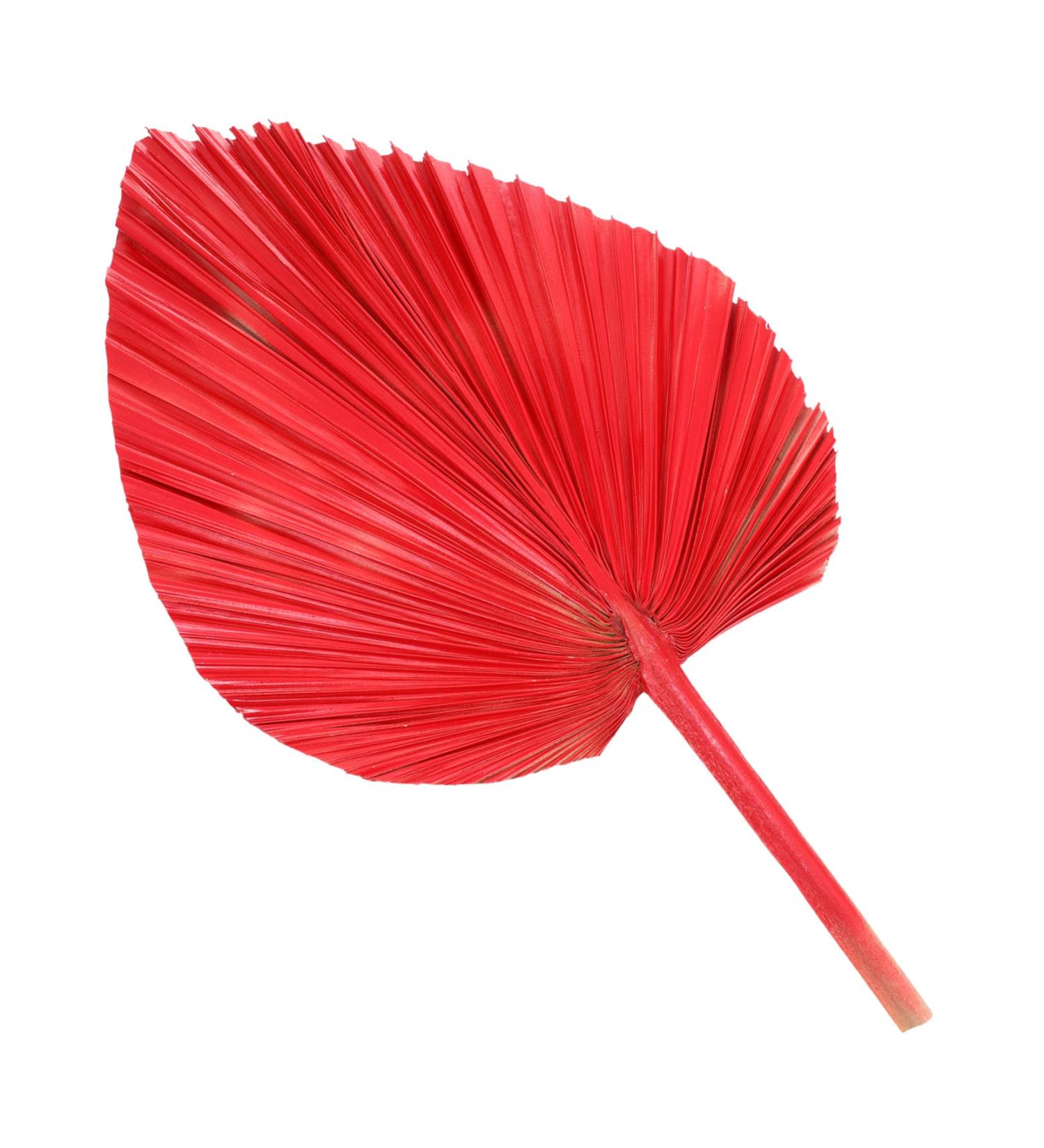 Alipis Simulated Cattail Fan Wedding Layout Palm Leaf Dried Palm Spears Home D cor Vase Art Ornament Faux Plant Italian Ruscus Woven Hand Held Fan Decor Fans Palm Leaves Hamster Monstera Red 50x28cm - Buy Online on SooperMarket.com