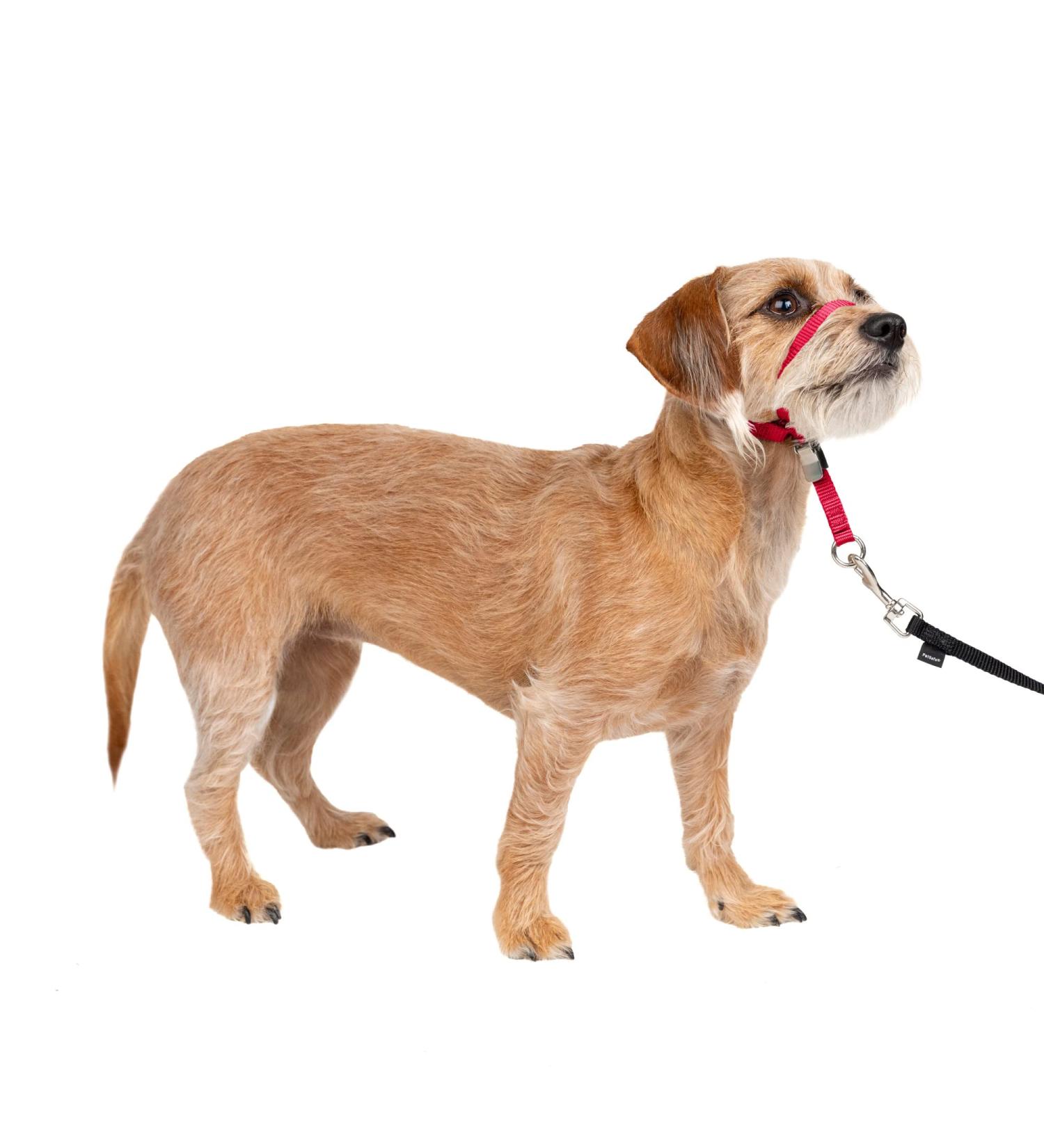 PetSafe Gentle Guide Collar Small Red with Training DVD | Best International Shipping - Buy Online on SooperMarket.com