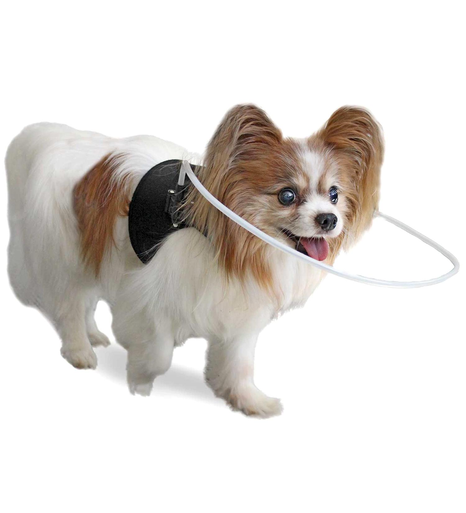 Walkin Halo Harness for Blind Dogs - Comfortable Harness for Pets Over 30lbs - Blind Dog Accessories - XX-Small - Buy Online on SooperMarket.com