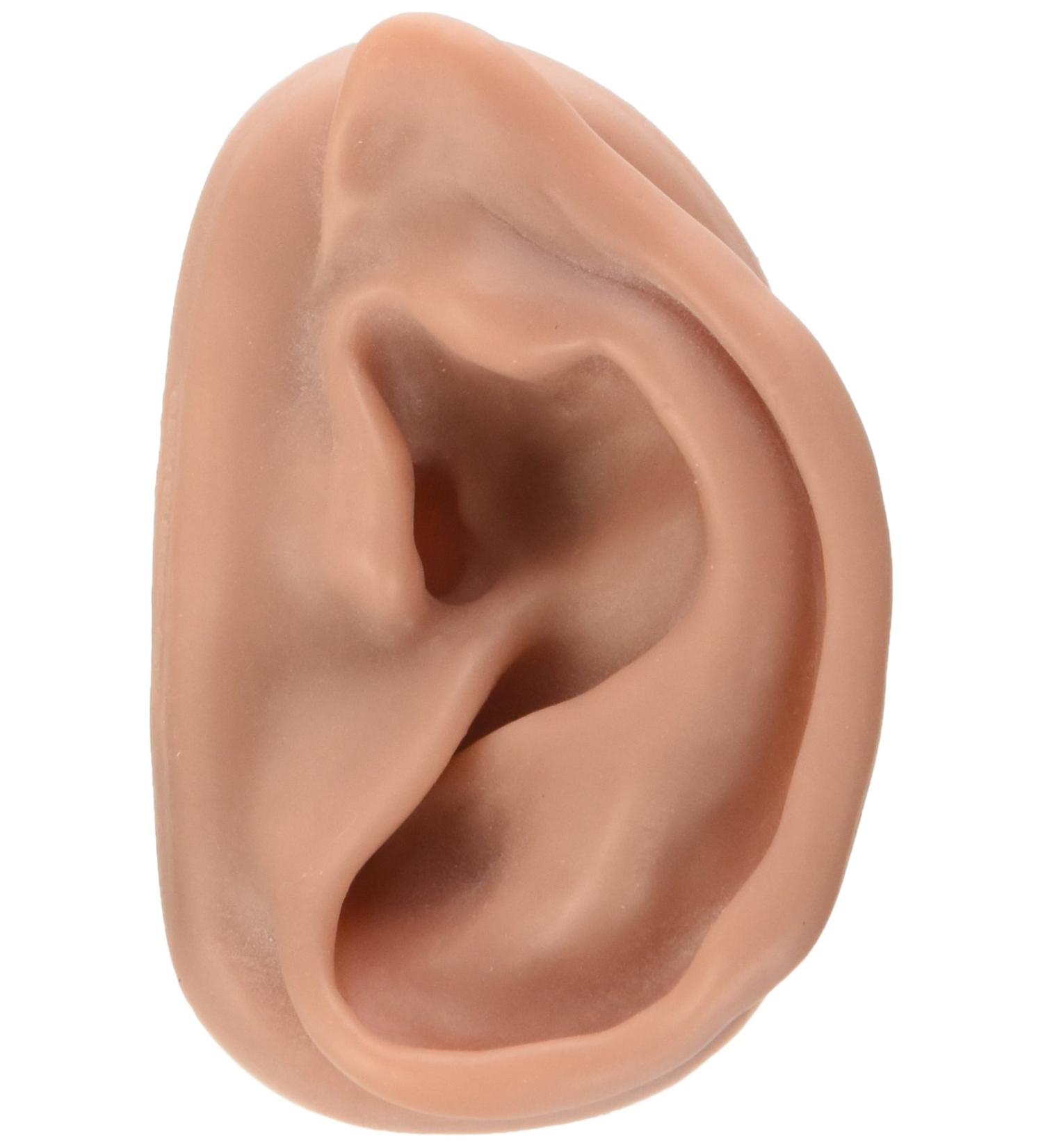 3B Scientific N15/1R SKIN Like Silicone Right Acupuncture Ear Model 3.7-Inchx2.4-Inchx1.6-Inch