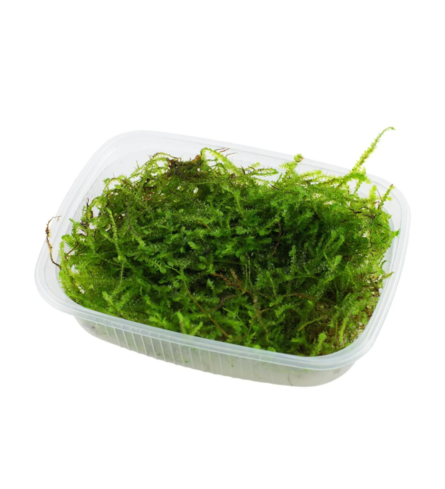 Taxiphyllum barbieri (Java Moss) - Buy Online on SooperMarket.com
