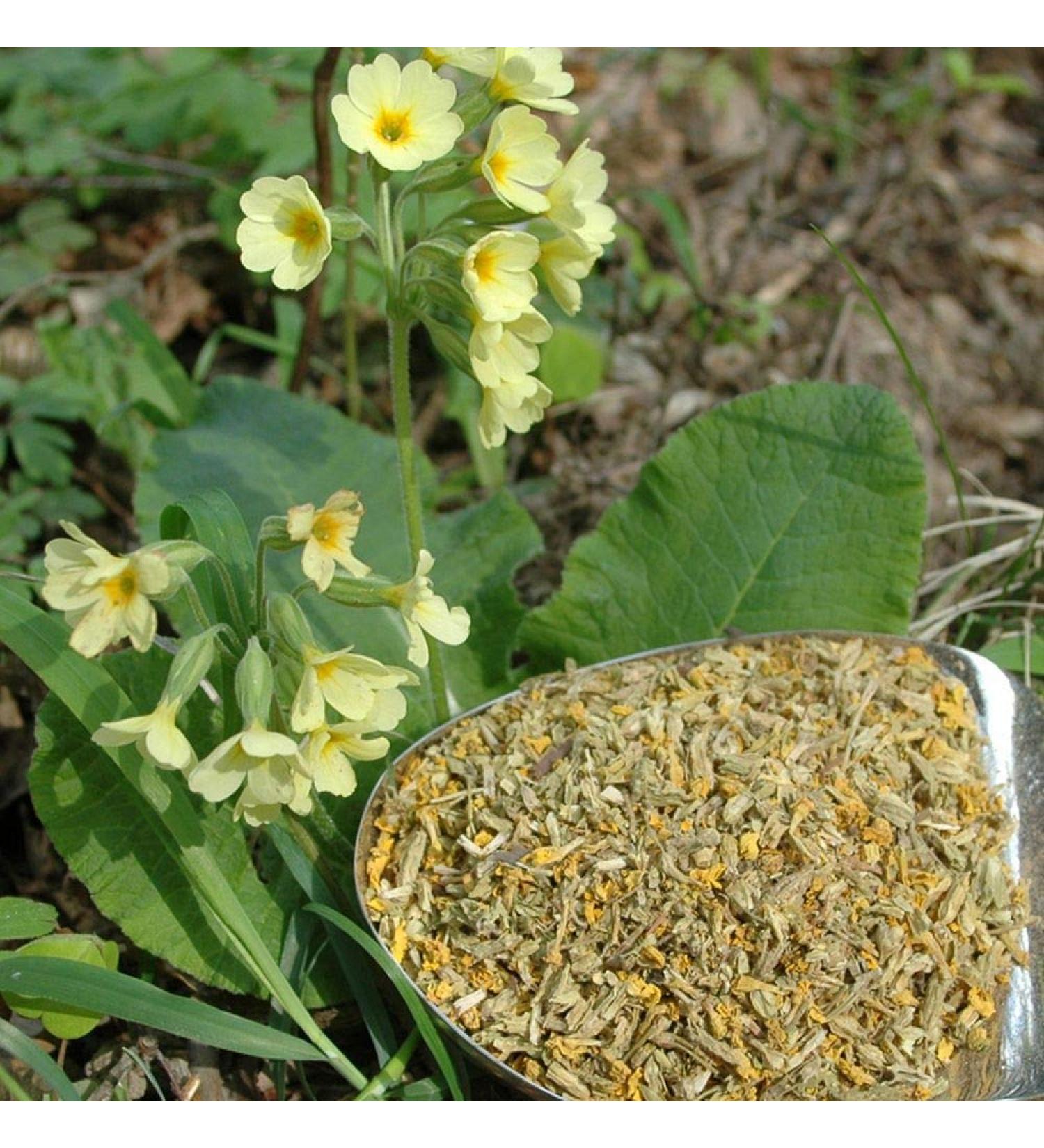 Krauterino24 - Primroses with calyx cut quantity: 100g