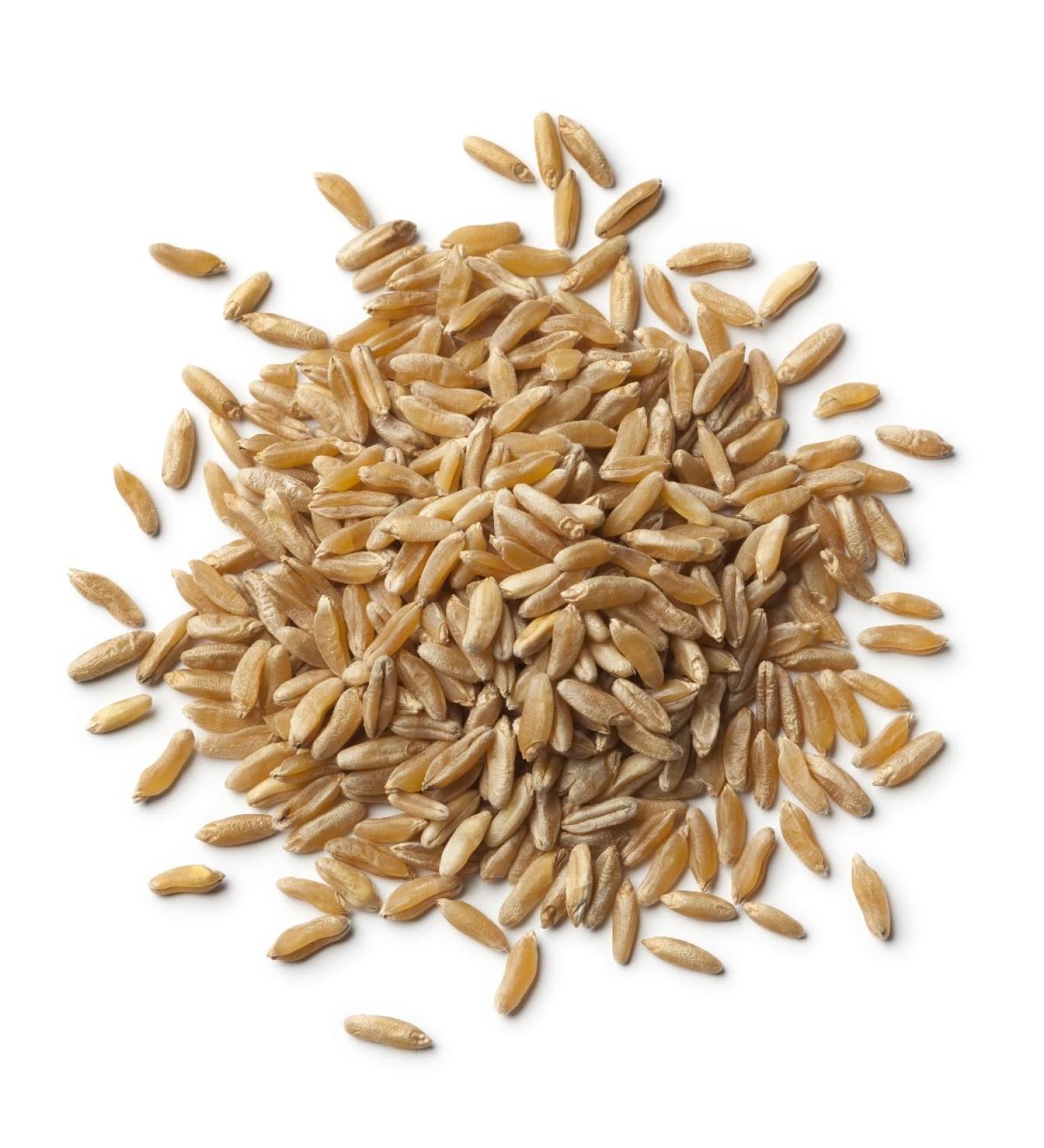 Organic Kamut Grain 2.5kg (BWFO)