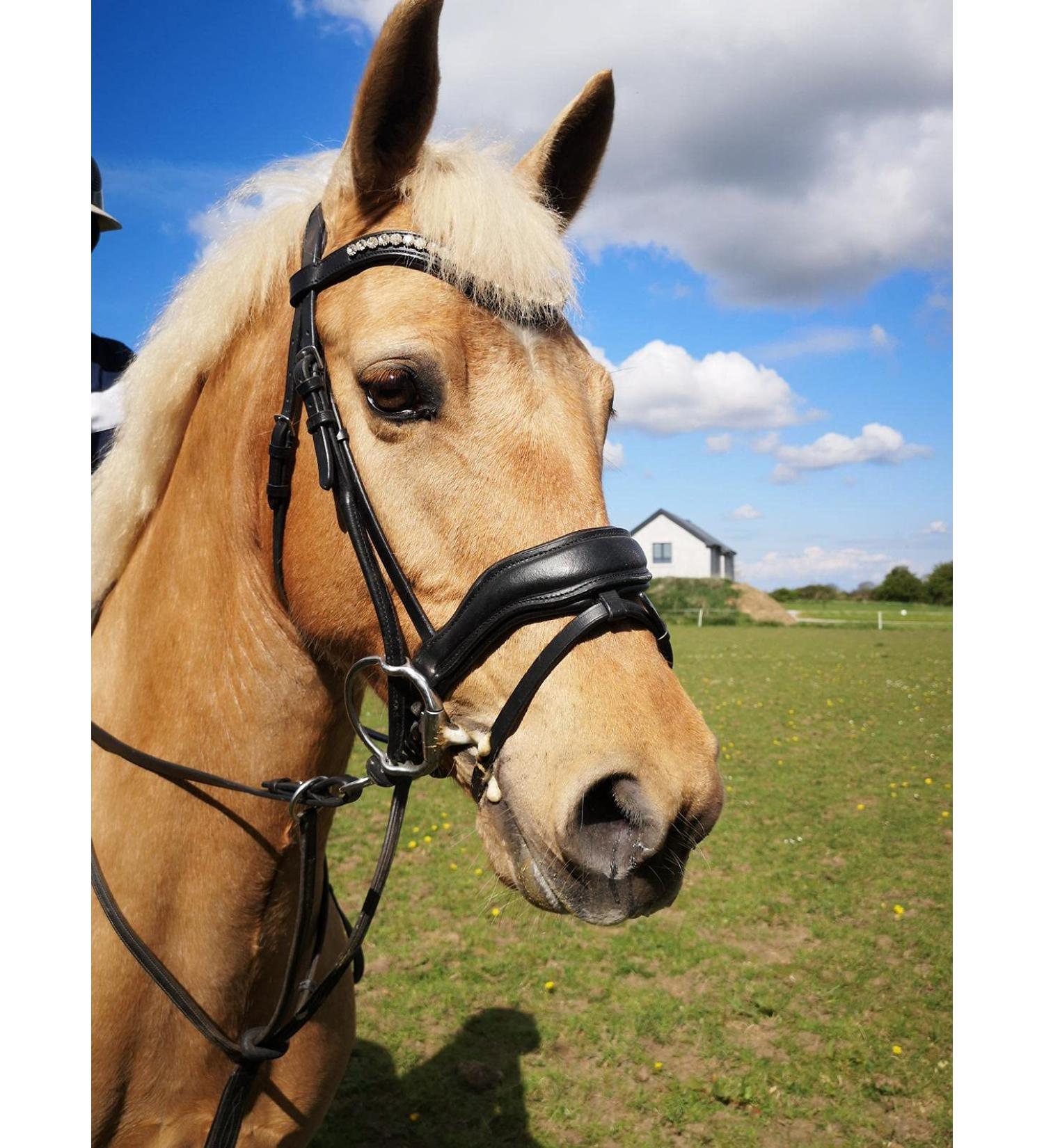 Countrypride ANATOMICAL BRIDLE ABRAM DIAMANTE BROWBAND WITH ANTI SLIP RUBBER REINS BLACK & BROWN Black Pony - Buy Online on SooperMarket.com
