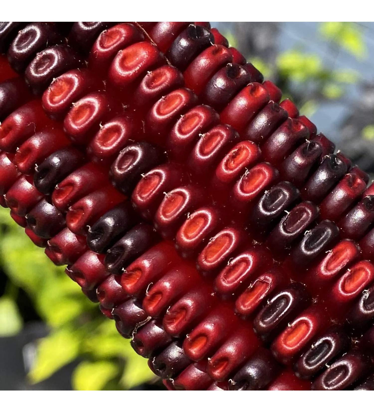 Jimmy Red Moonshine Grits Premium Heirloom Corn Seed Packet - Buy Online on SooperMarket.com