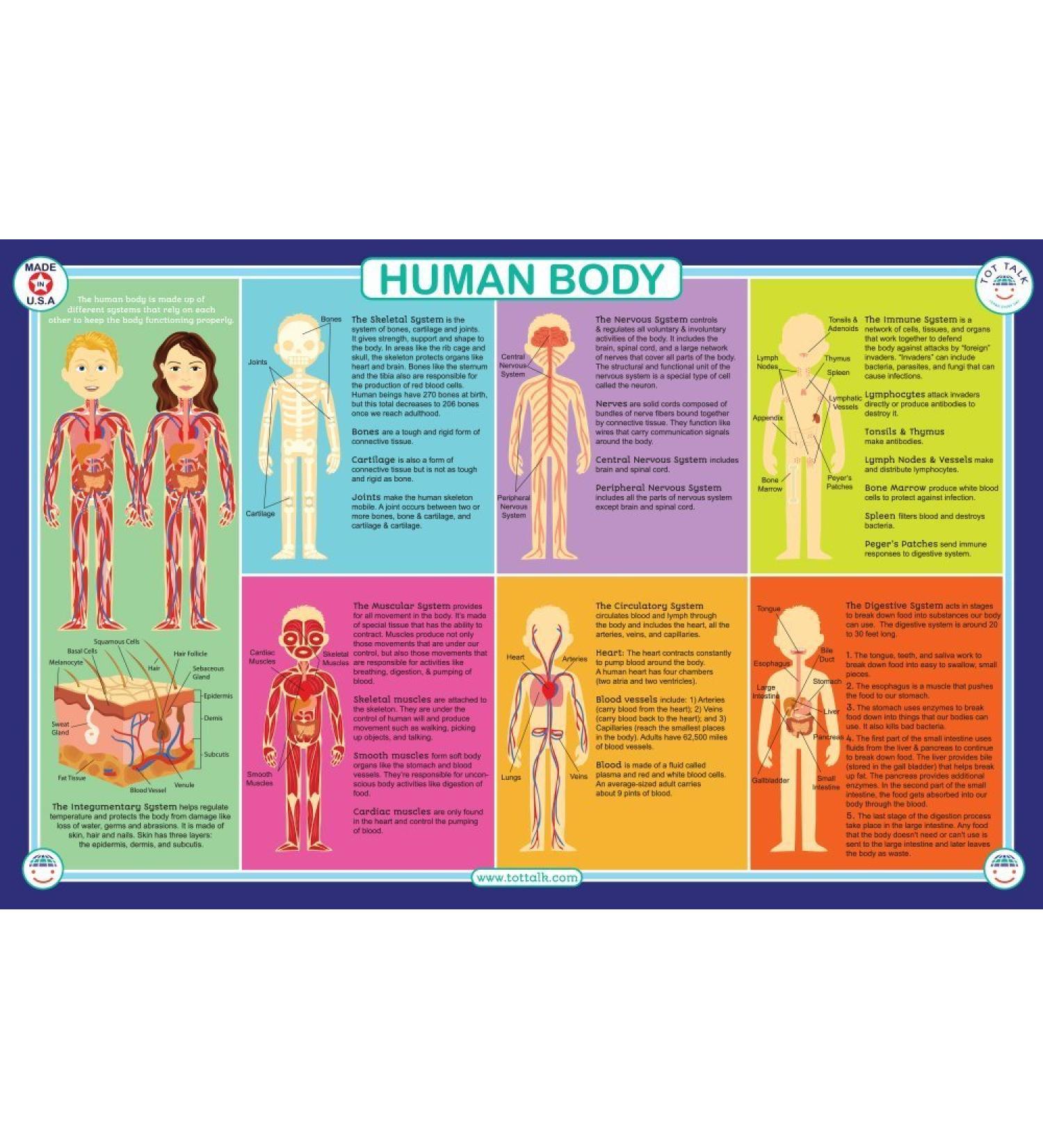 Tot Talk Human Body Educational Placemat for Kids  Washable and Long-Lasting  Double-Sided  Made in The USA