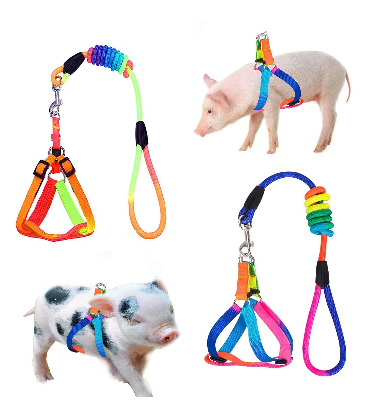 Buy Woyous Mini-Pig Crockery Set - Adjustable 2-Part Dishes for Small Pigs & Rabbits | Leash Included | Perfect for Walking & Jogging - Multi-Colored - Buy Online on SooperMarket.com