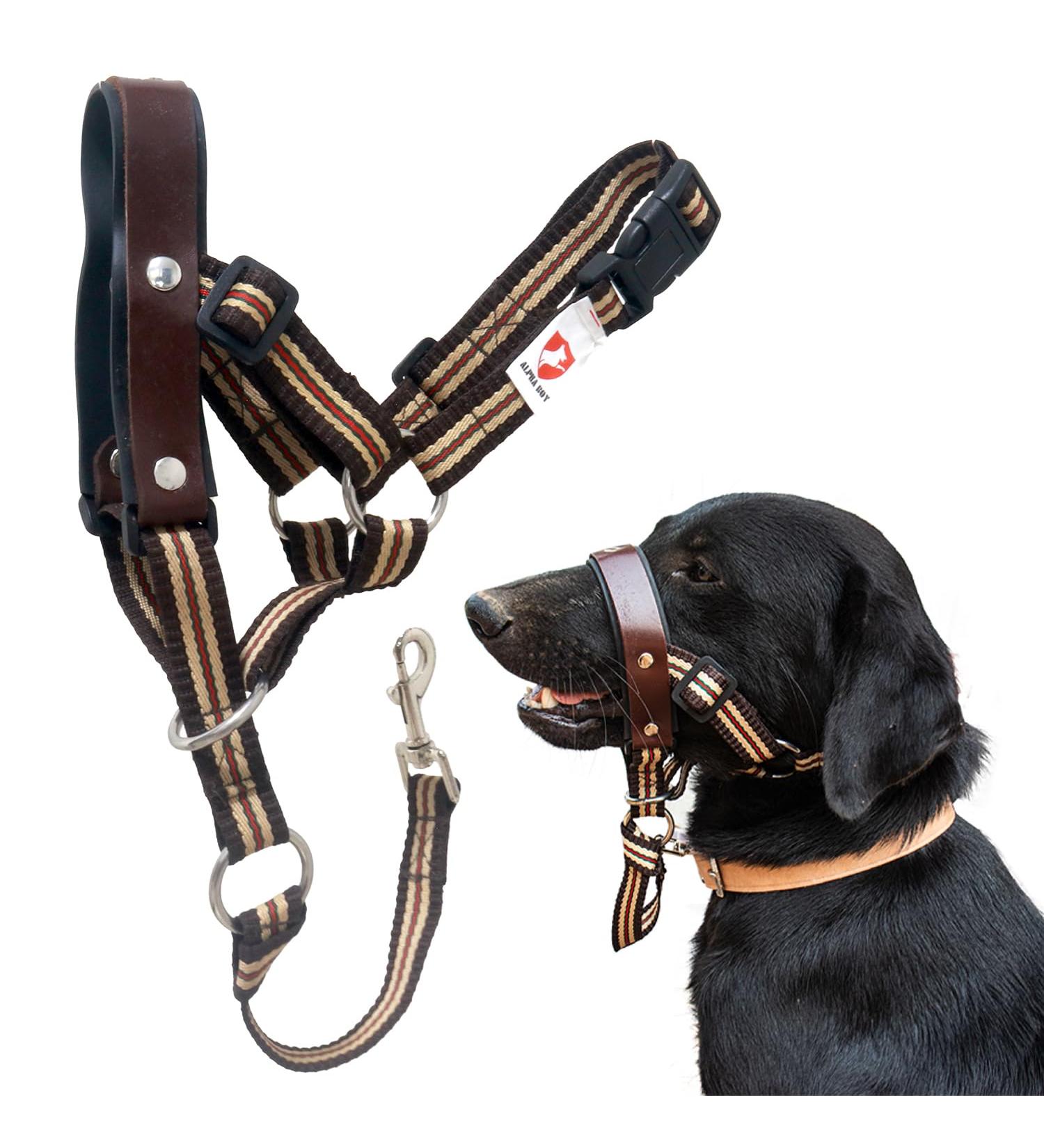 Alpha Boy Dog Training Collar - Comfortable Leather Harness for All Breeds Easy to Use Quick Lock Buckle (XXL) - Buy Online on SooperMarket.com