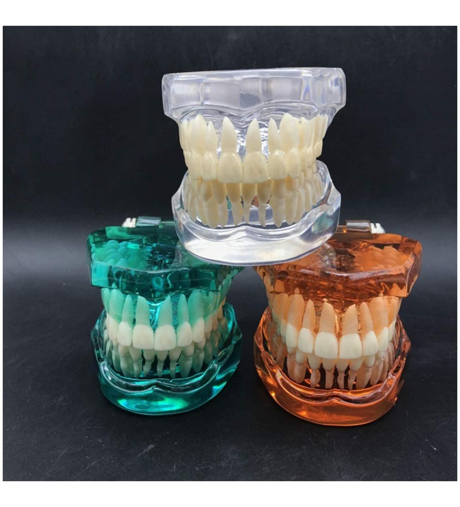 Transparent Dental Model for Adult Dentists | Realistic Teeth & Gums for Teaching & Demonstration - International Shipping - Buy Online on SooperMarket.com