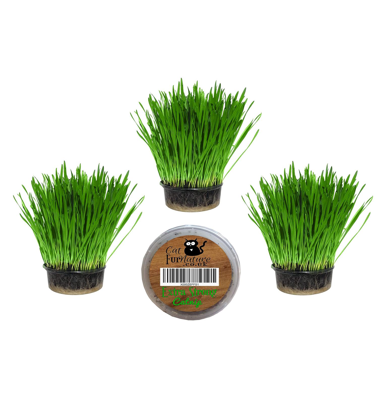 Cat Grass Kits x3 with Extra Strong Catnip - Cat FurNature - Buy Online on SooperMarket.com