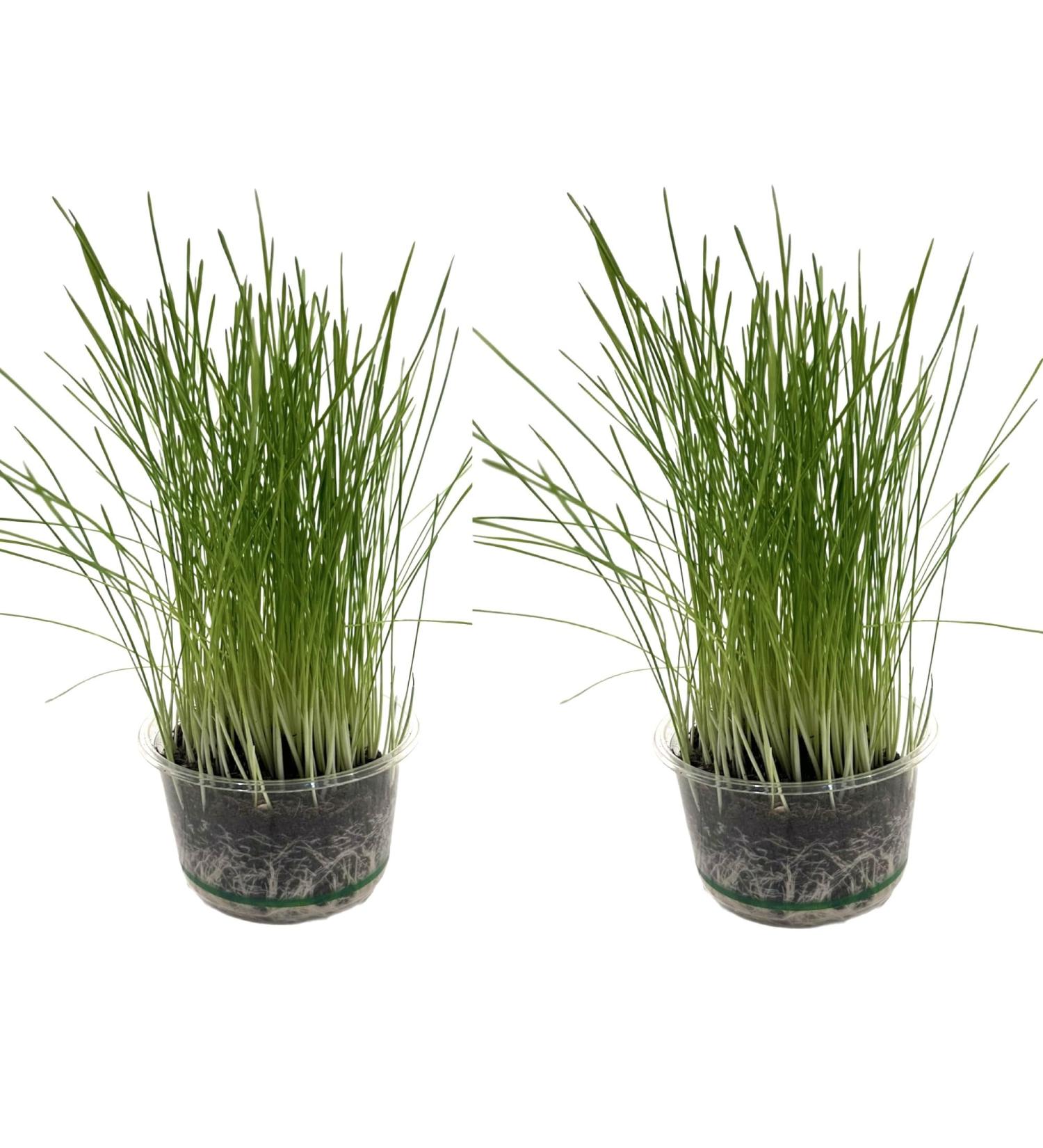 Catomwise Eco Cat Grass Kit x 2 | Organic Cat Grass Kit with PLA Bowls | Ideal for Indoor and Outdoor Cats - Buy Online on SooperMarket.com