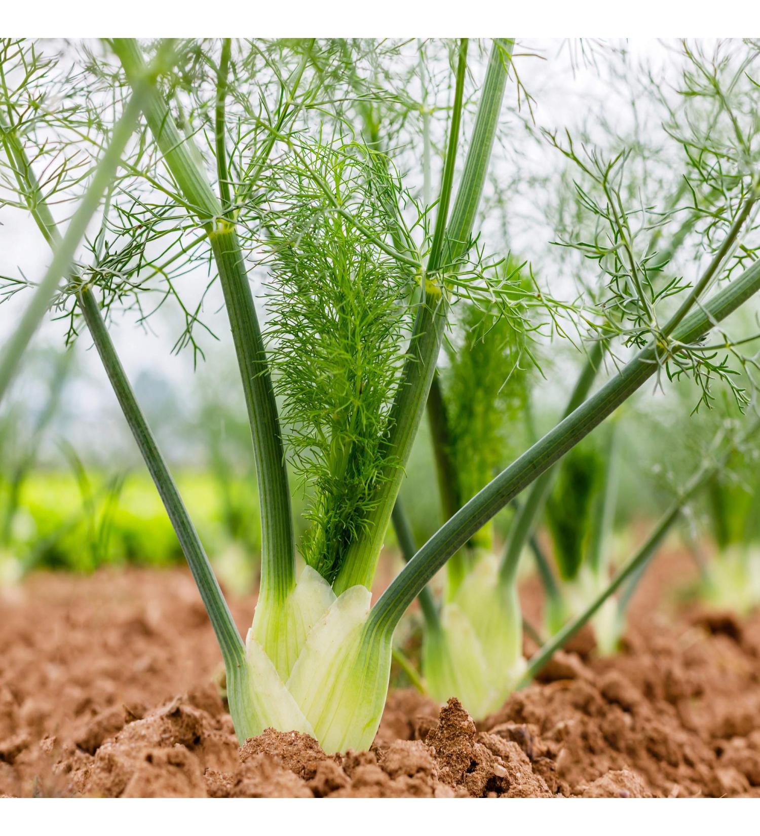 Outsidepride Fennel Herb Garden Plant - Bulb, Foliage & Seed for Cooking - 1oz - Buy Online on SooperMarket.com