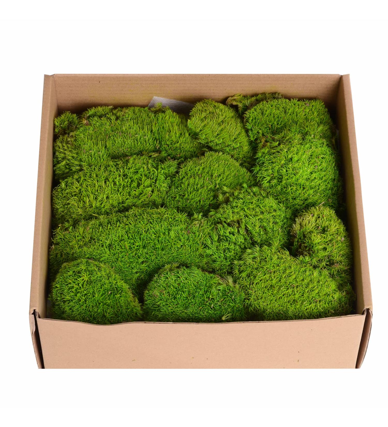 Preserved Moss Pole - 1.5 sq. Ft Decorative Moss for DIY Crafts and Wall Decor (Yellow Green) - Buy Online on SooperMarket.com