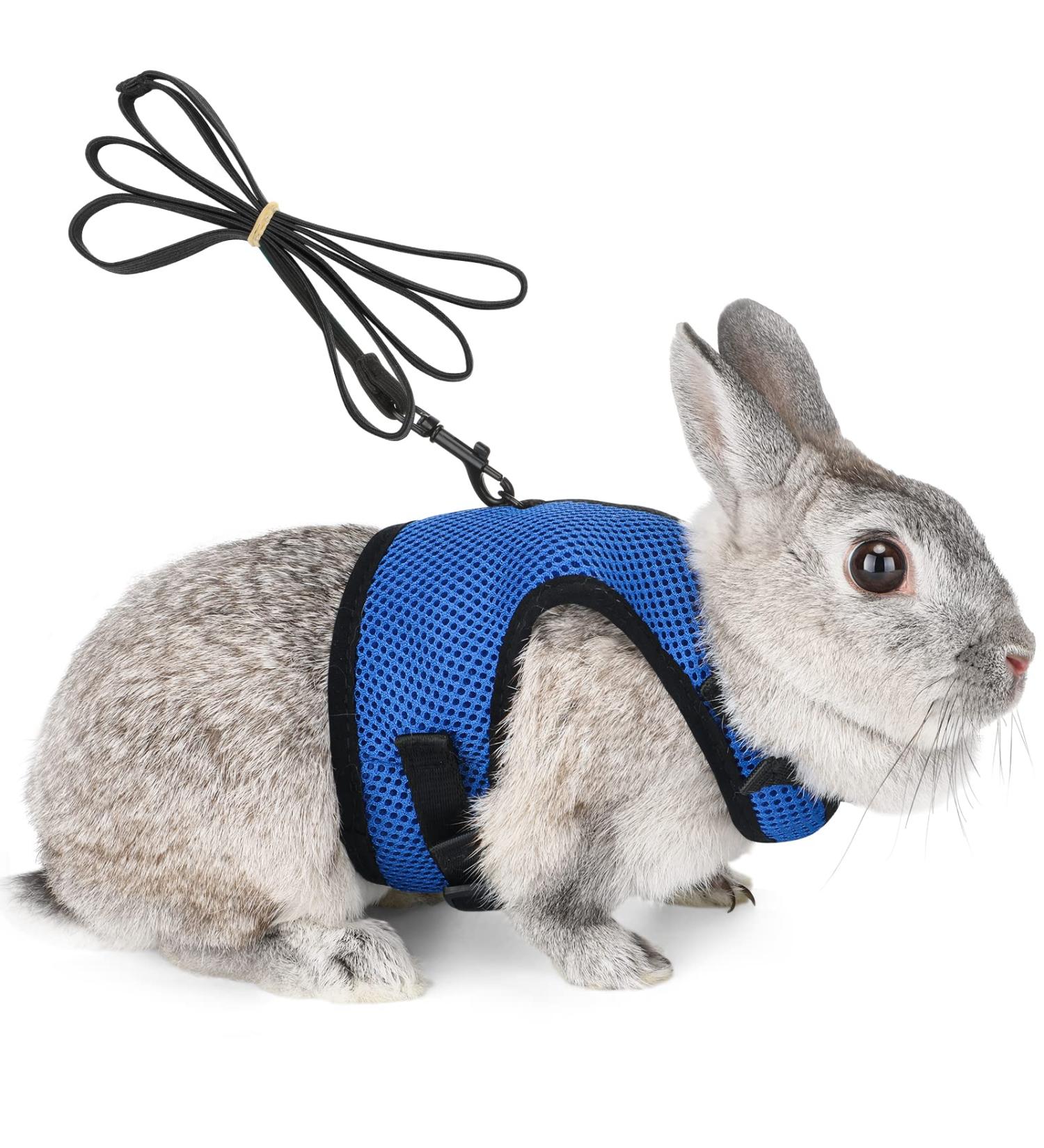 Adjustable Soft Rabbit Dishes & Elastic Leash for Small Pets - Kitty & Bunny Walking Set (Blue XS - 20-27.5cm) - Buy Online on SooperMarket.com