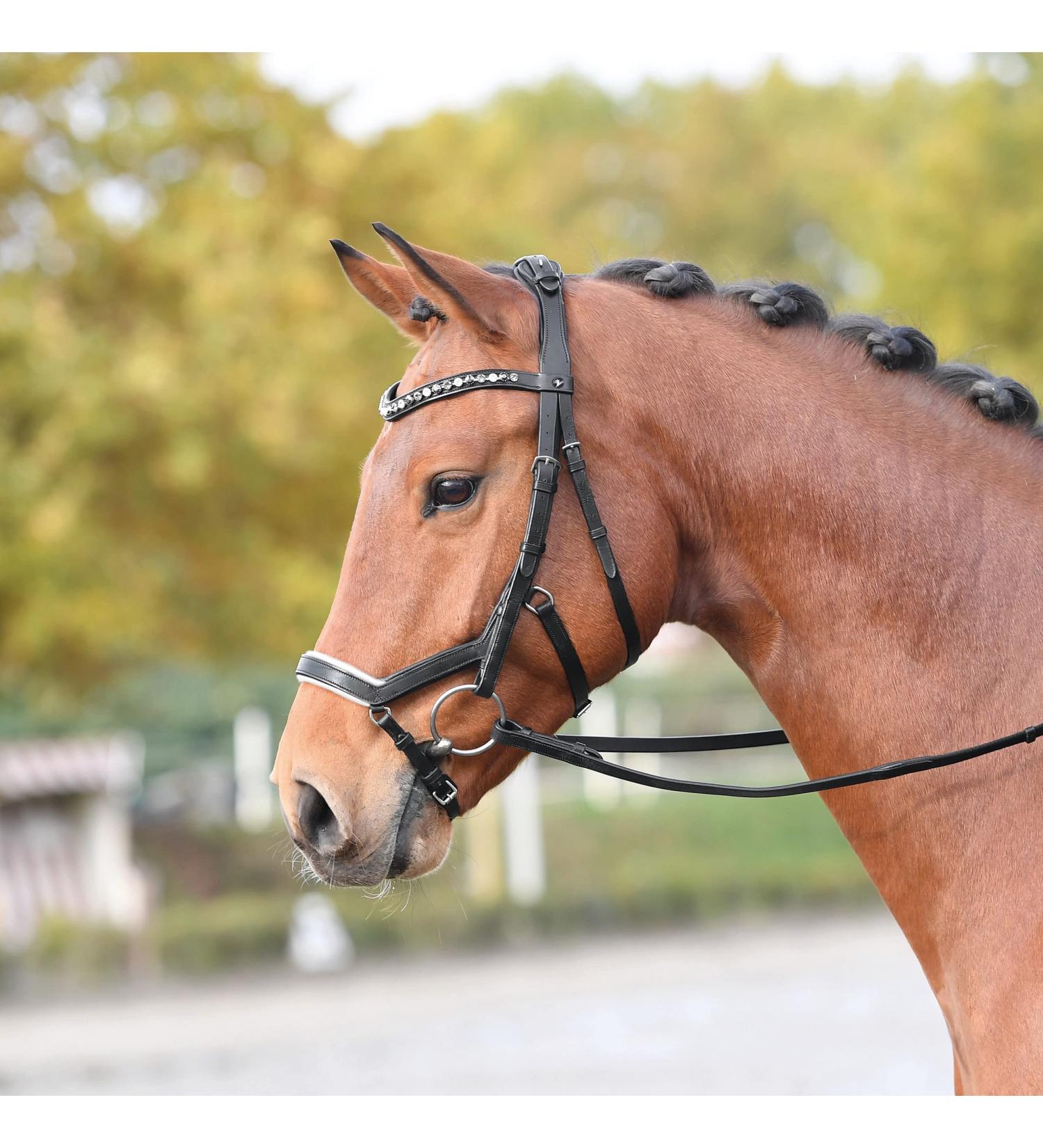 Busse bridle feeling