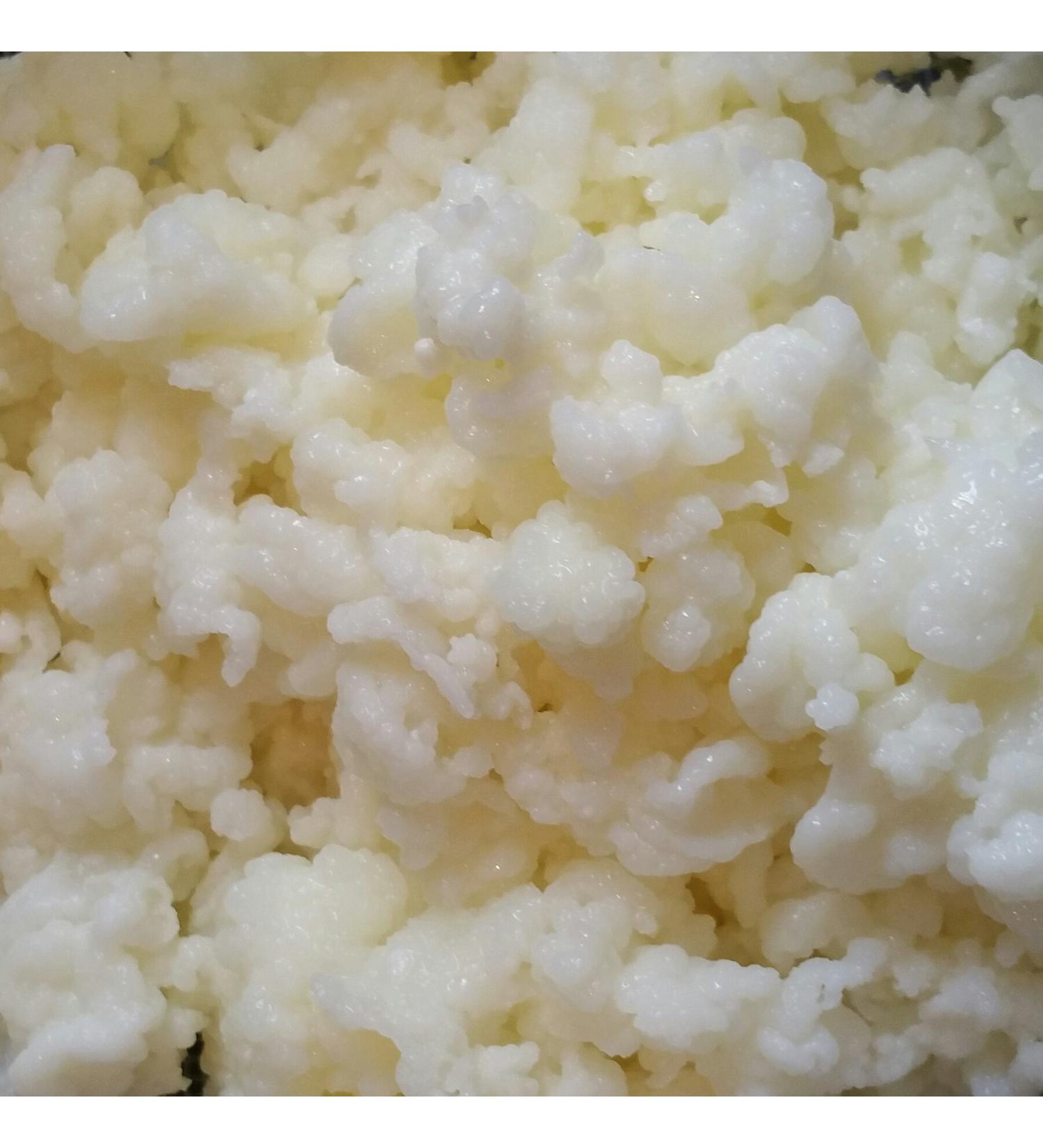 Milk Kefir Grains Live Raw Organic Probiotics BULGAROS