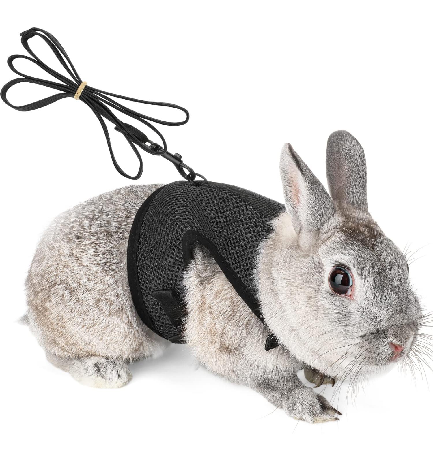 Adjustable Soft Rabbit Dishes & Elastic Leash for Small Animals | XL Black Pet Dishes & Walking Leash for Bunnies & Cats - Buy Online on SooperMarket.com