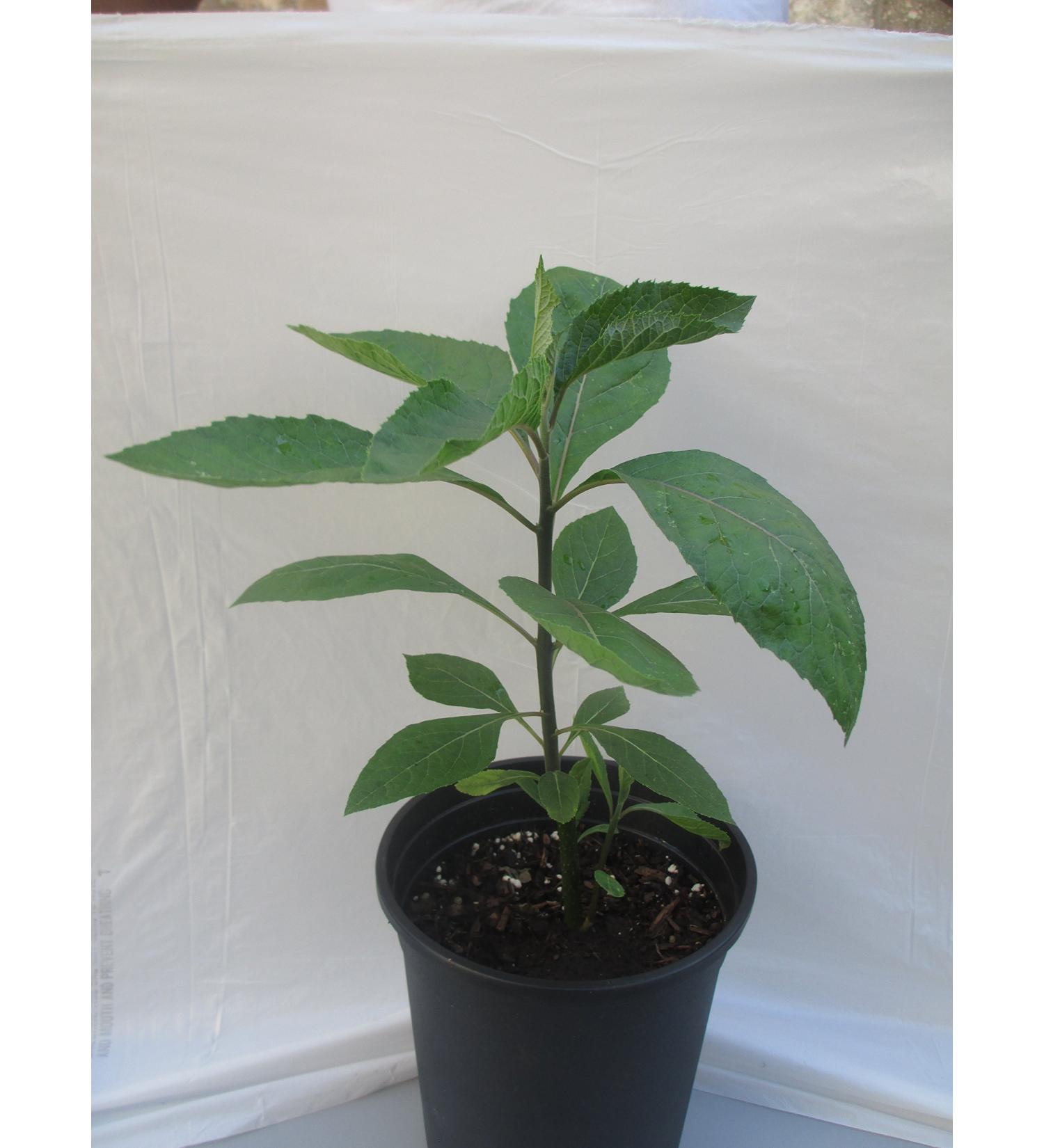 Bitter Leaf Plant - Vernonia amygdalina | Herbal Medicinal Benefits, Nutritional Value, Rich in Vitamins | Fresh Leafy Greens for Soup, Stew, Tea, Salad, Juice - Buy Online on SooperMarket.com