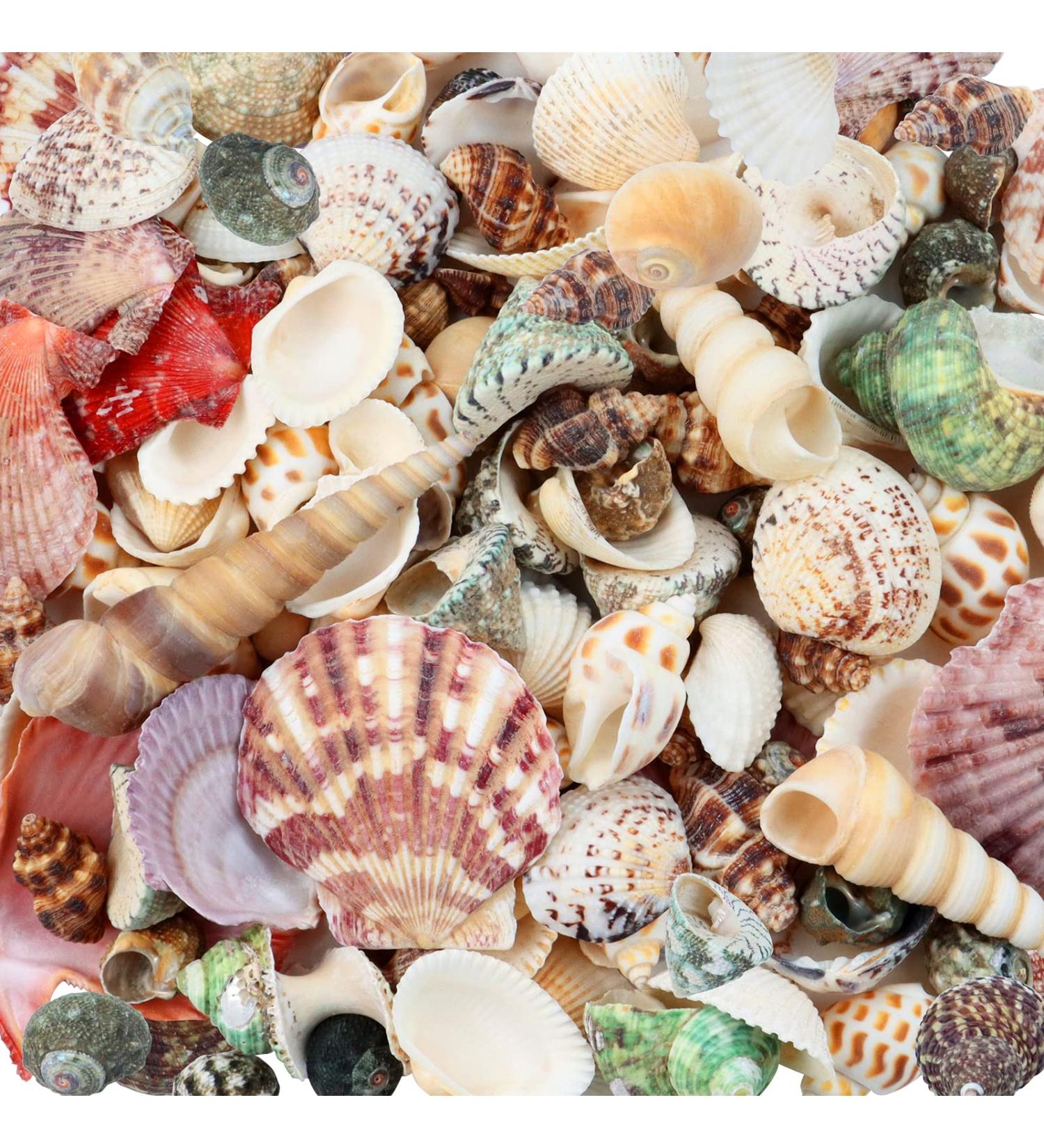 Weoxpr 200pcs Assorted Sea Shells for Fish Tank, Home Decor, Beach Theme Party, Candle Making, Wedding Decor - Natural Ocean Beach Seashells in Various Sizes for DIY Crafts - Buy Online on SooperMarket.com