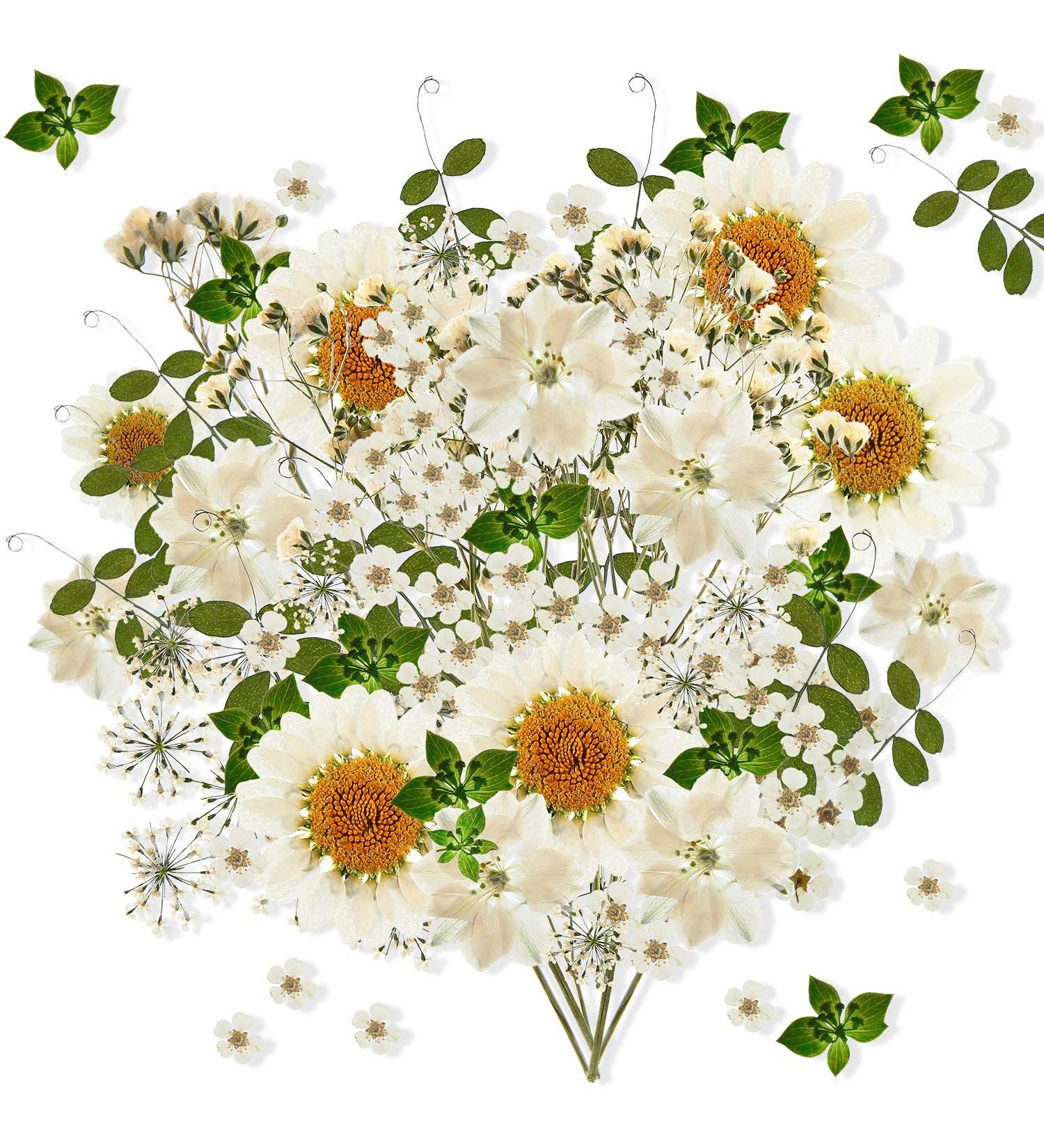 Nuanchu 81 Pcs White Dried Pressed Flowers & Leaves for Resin Jewelry, Scrapbooking & Art - Larkspur, Gypsophila - Floral Decorations - White - Buy Online on SooperMarket.com