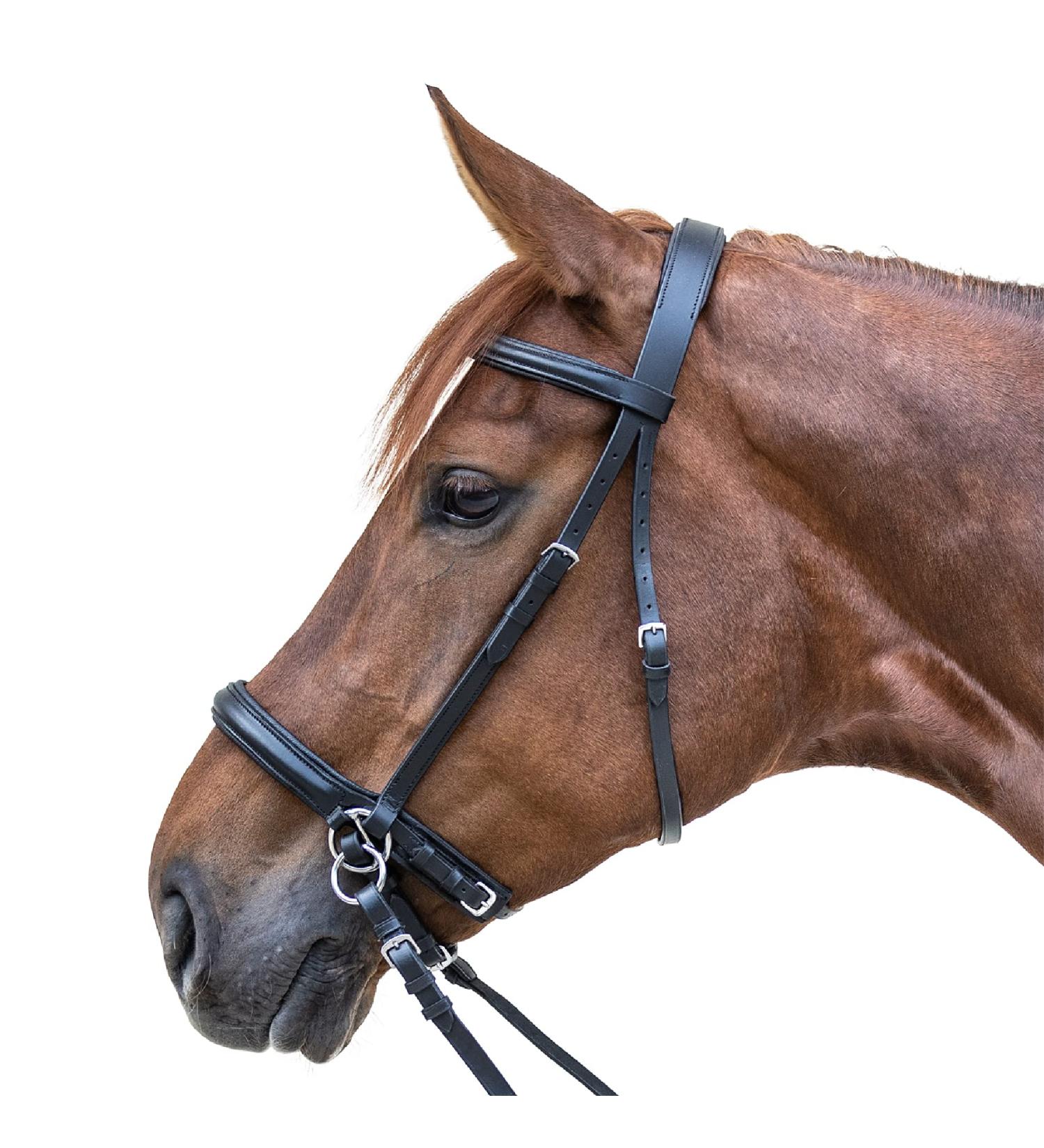 WALDHAUSEN Star Bridle Bitless - Black | Premium Tack for Thoroughbreds | International Shipping Available - Buy Online on SooperMarket.com