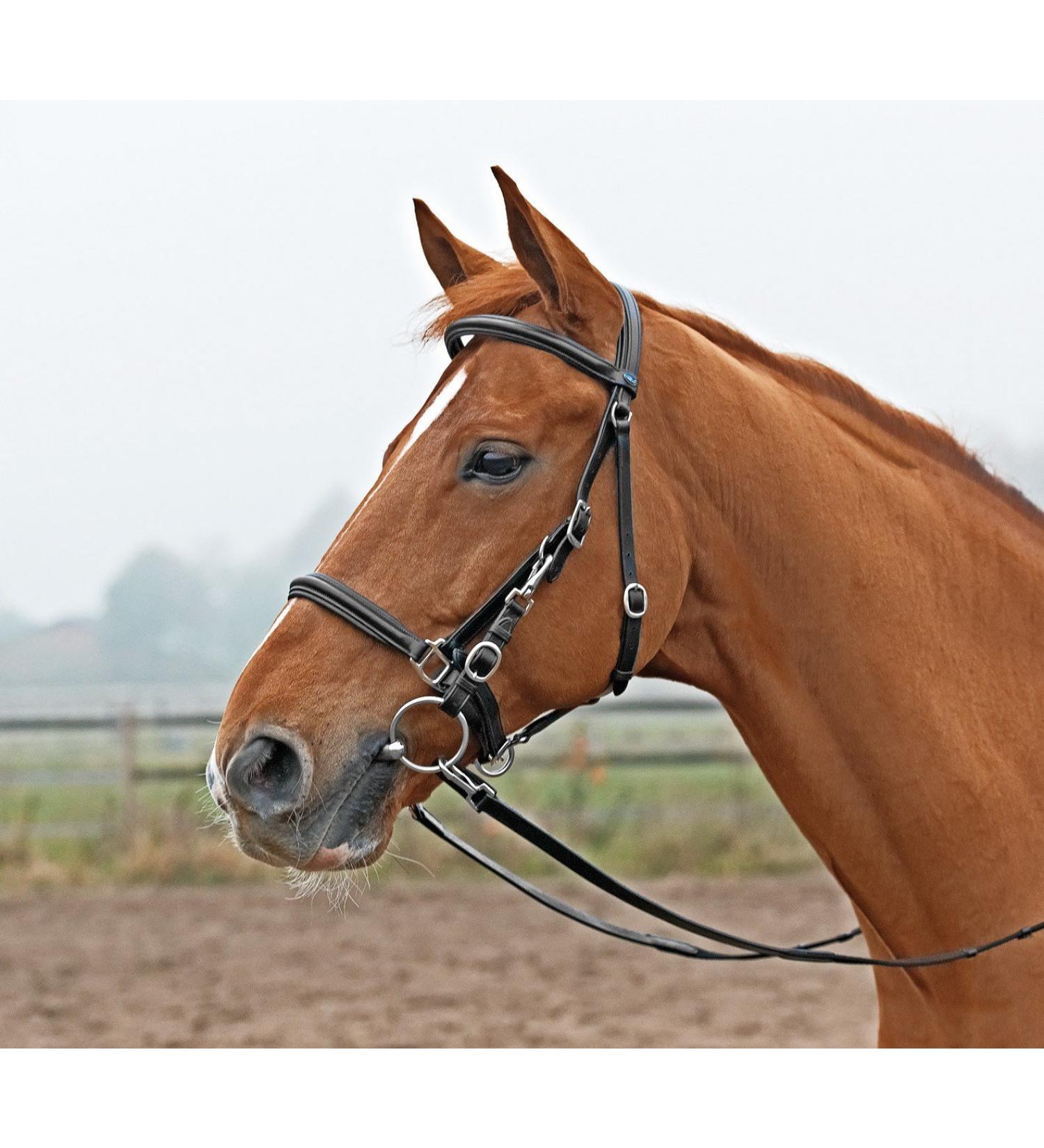 Solibel trekking bridle black fitting: stainless steel coldblood