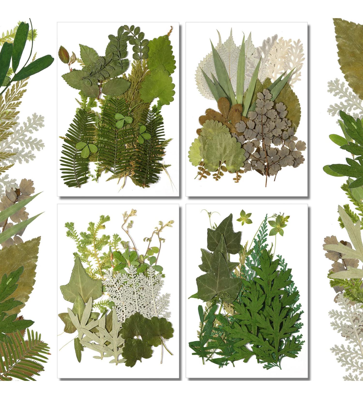 TimTin 84 Pieces Dried Leaves and Flowers Resin Craft Kit - Assorted Greenery for DIY Handmade Bookmarks - Vivid Style - Buy Online on SooperMarket.com