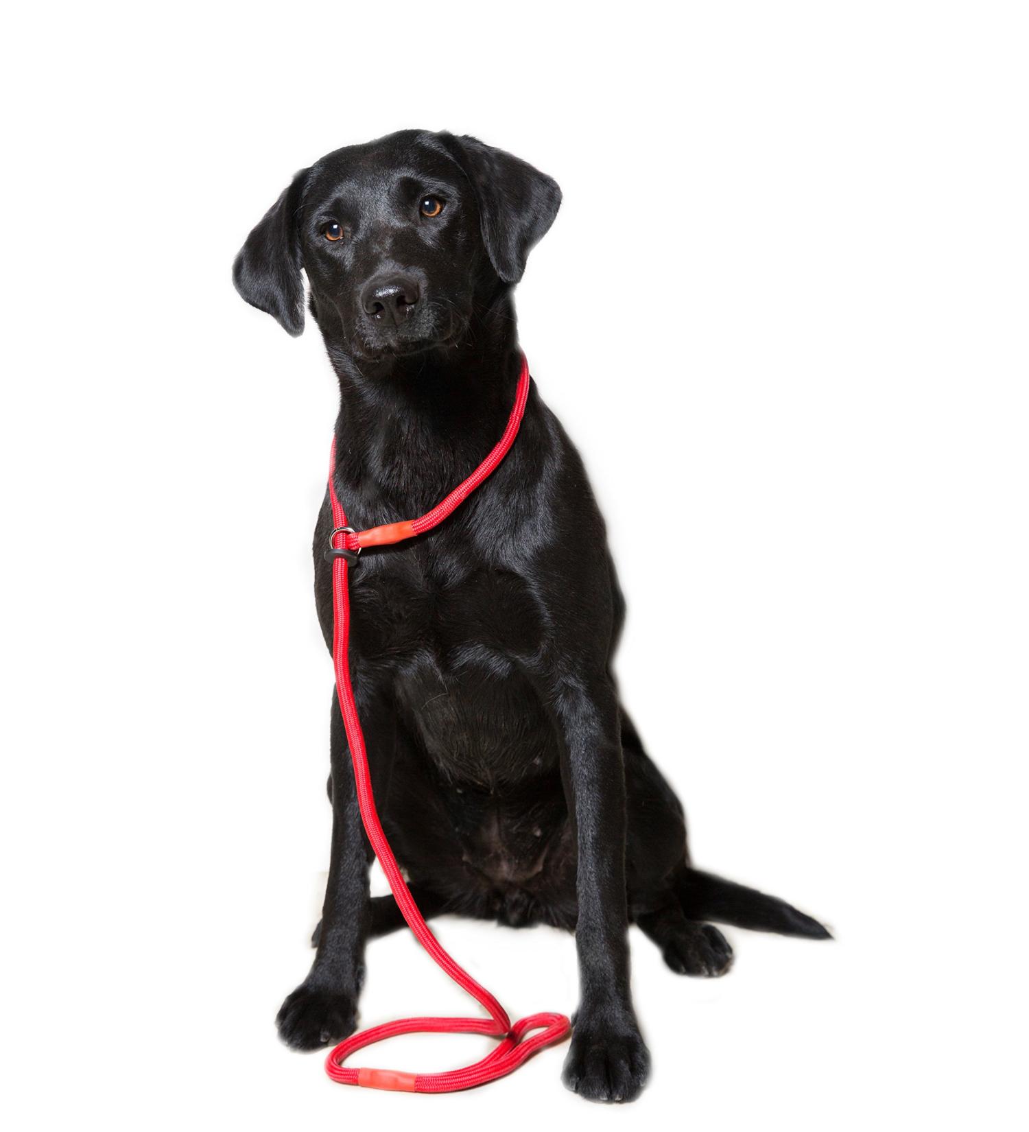 Durable Dog & Field Deluxe Gundog Slip Lead - Super Soft Braided Nylon for All Breeds - One Size, 4 Color Options (Red) - Buy Online on SooperMarket.com
