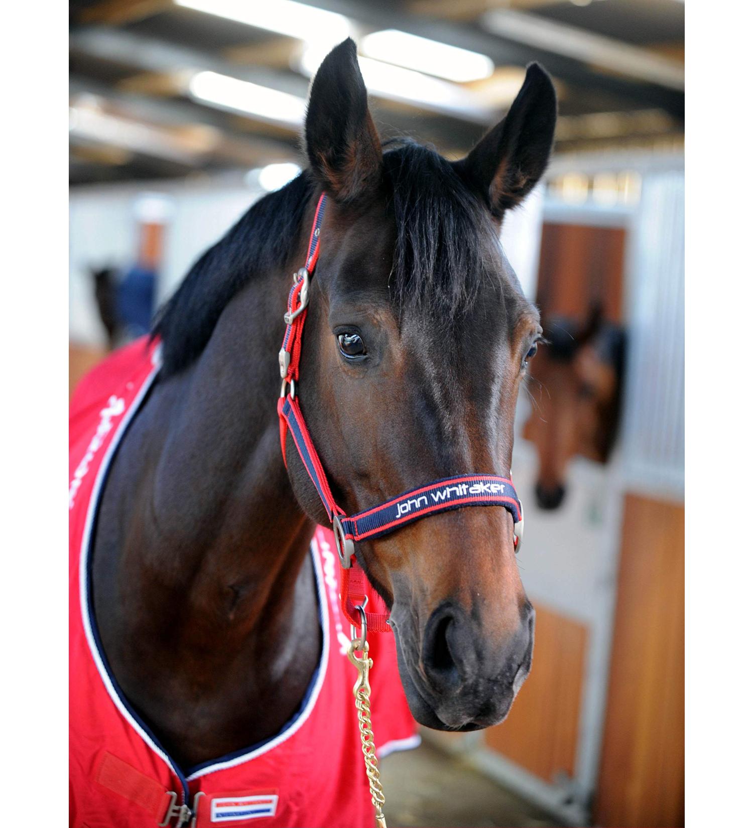 John Whitaker Head Collars Cob Red