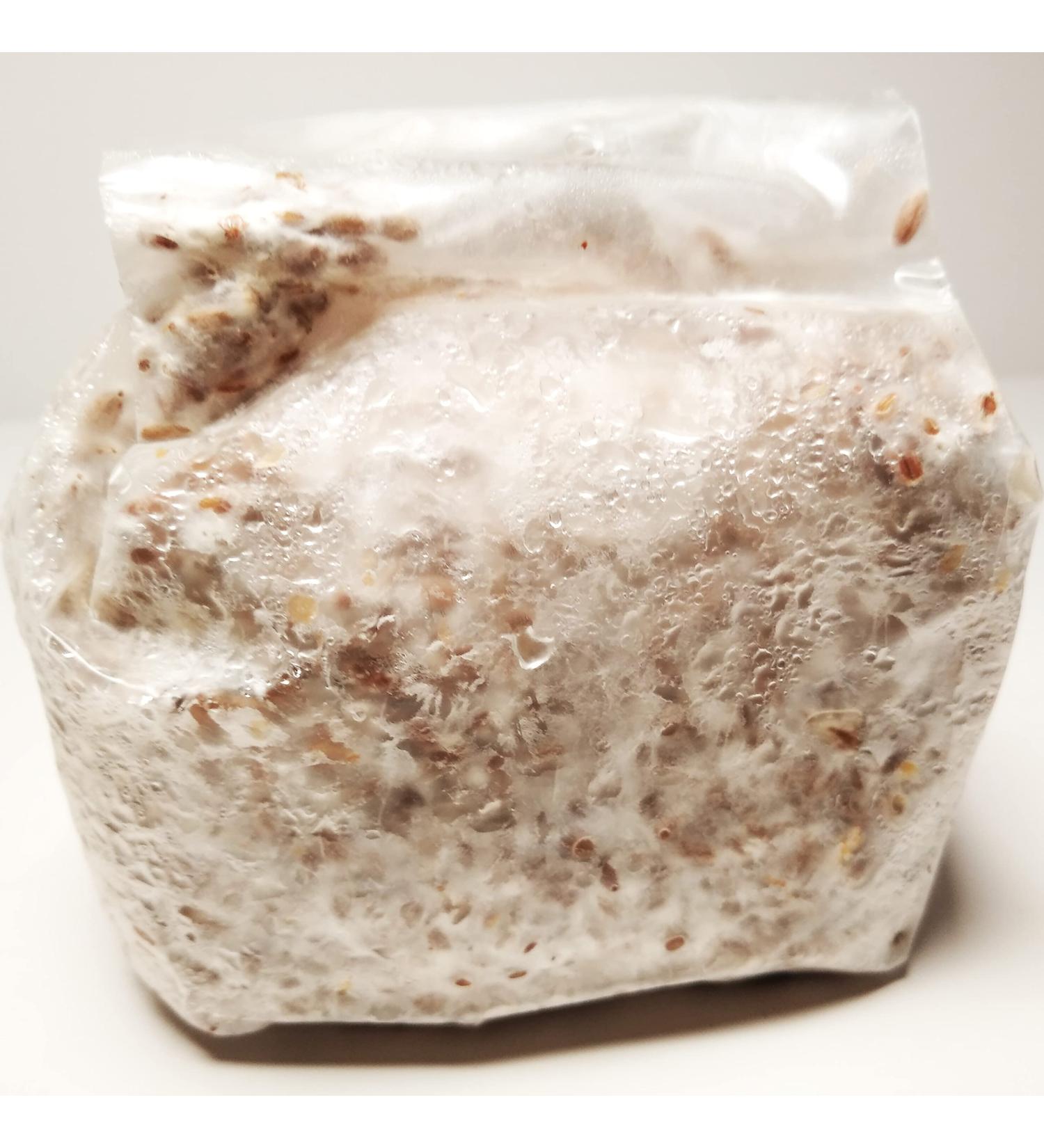 Phoenix Oyster Mushroom Grain Spawn - 1 lb | Ready-to-Use - Buy Online on SooperMarket.com