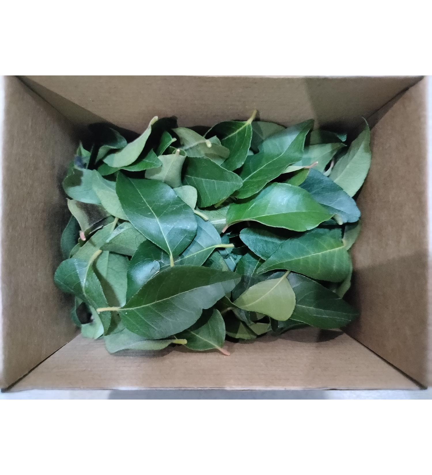 Fresh Curry Leaves - Cleaned and Sticks Removed 50gm - Buy Online on SooperMarket.com