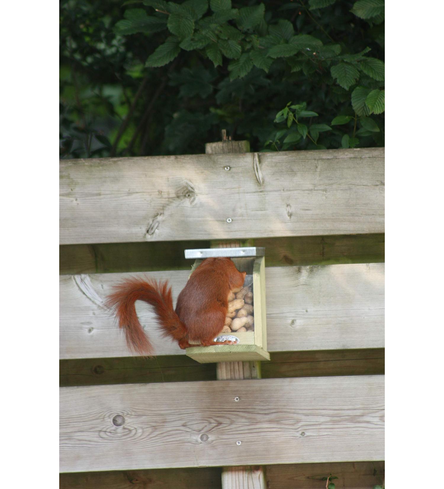 Squirrel Nut Feeder Zinc Roof Pinewood FSC 100% Wildlife Garden - Buy Online on SooperMarket.com