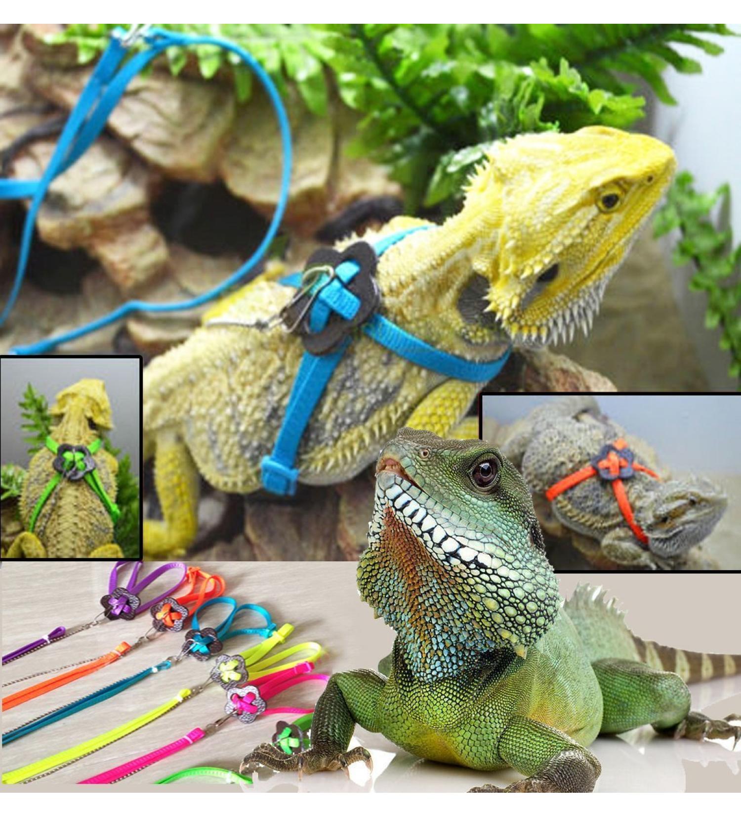 Generic Adjustable Reptile Lizard Harness Leash Adjustable Multicolor Light Soft Fashion (Blue) - Buy Online on SooperMarket.com