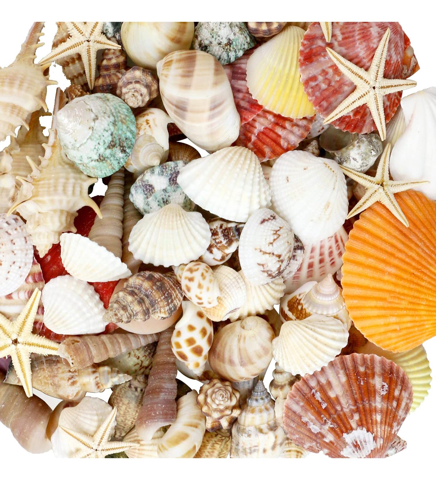 100+ Pcs WEOXPR Mixed Sea Shells & Starfish - Beach Themed Decor for Fish Tank, Vase Fillers, Wedding, Crafts & Home Decor - Buy Online on SooperMarket.com