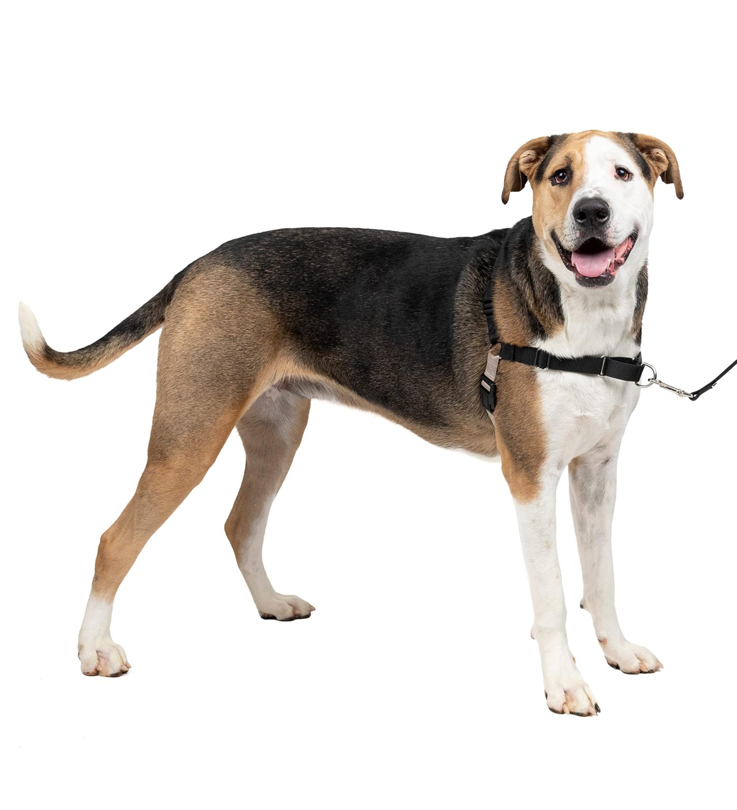 PetSafe Easy Walk Harness - Anti-Pull Dog Harness Reduces Choking & Coughing Includes 1.8M Leash Size XL - Black - Buy Online on SooperMarket.com