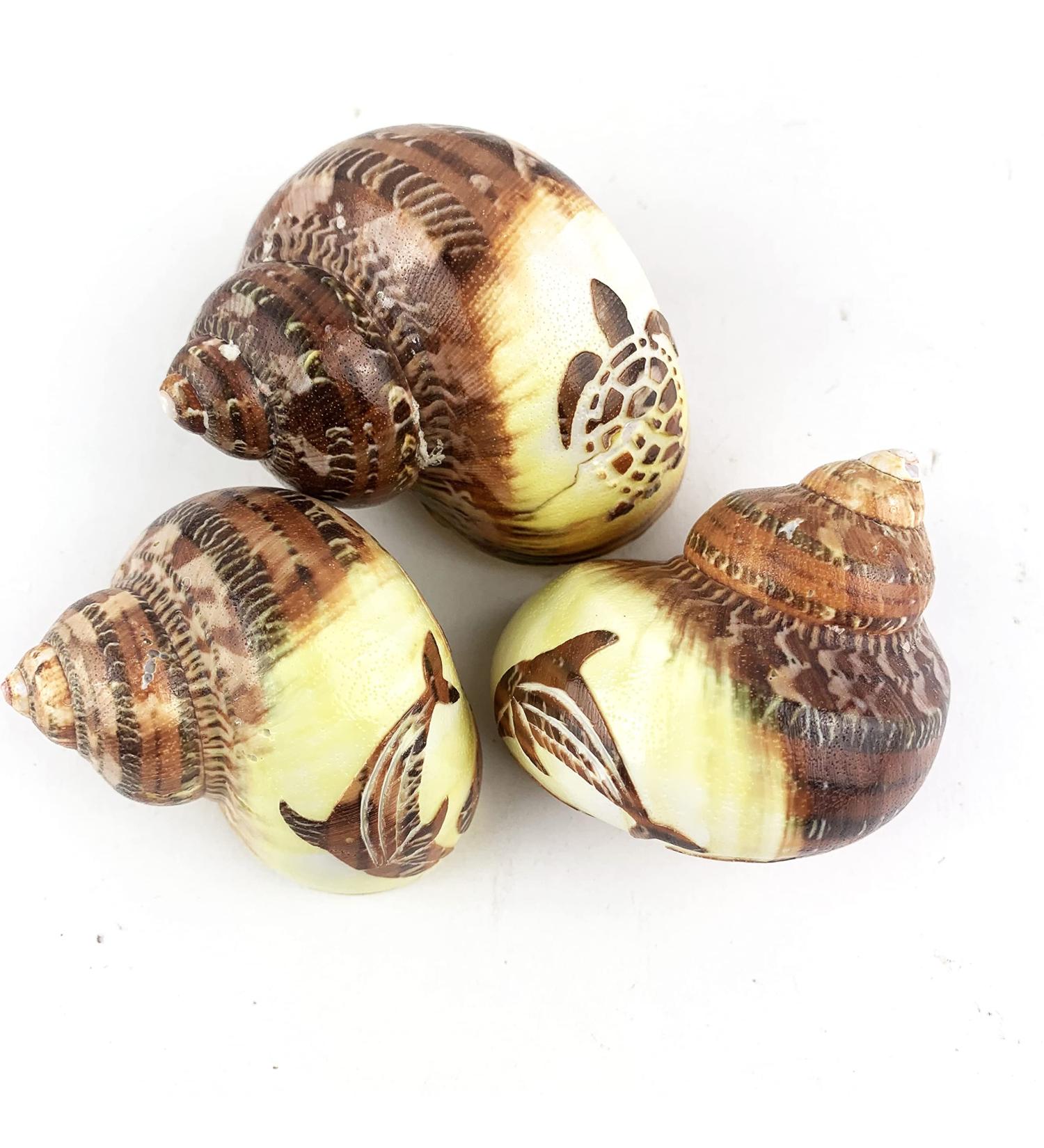 Worlds 3 PC Assorted Turbo Petholatus Carved Sea Shells Hermit Crab Shells 2"-2-1/2"Inch - Buy Online on SooperMarket.com