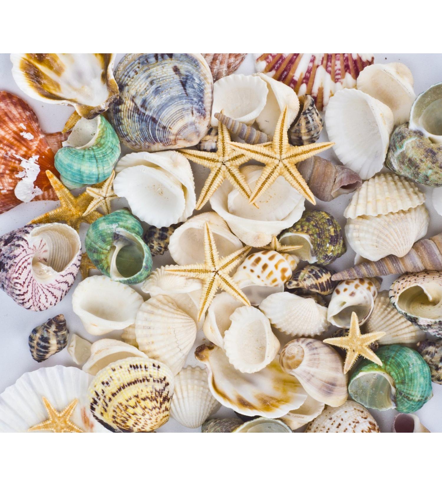 70+ pcs Famoby Sea Shells & Starfish for DIY Crafts & Beach Theme Decor - Buy Online on SooperMarket.com