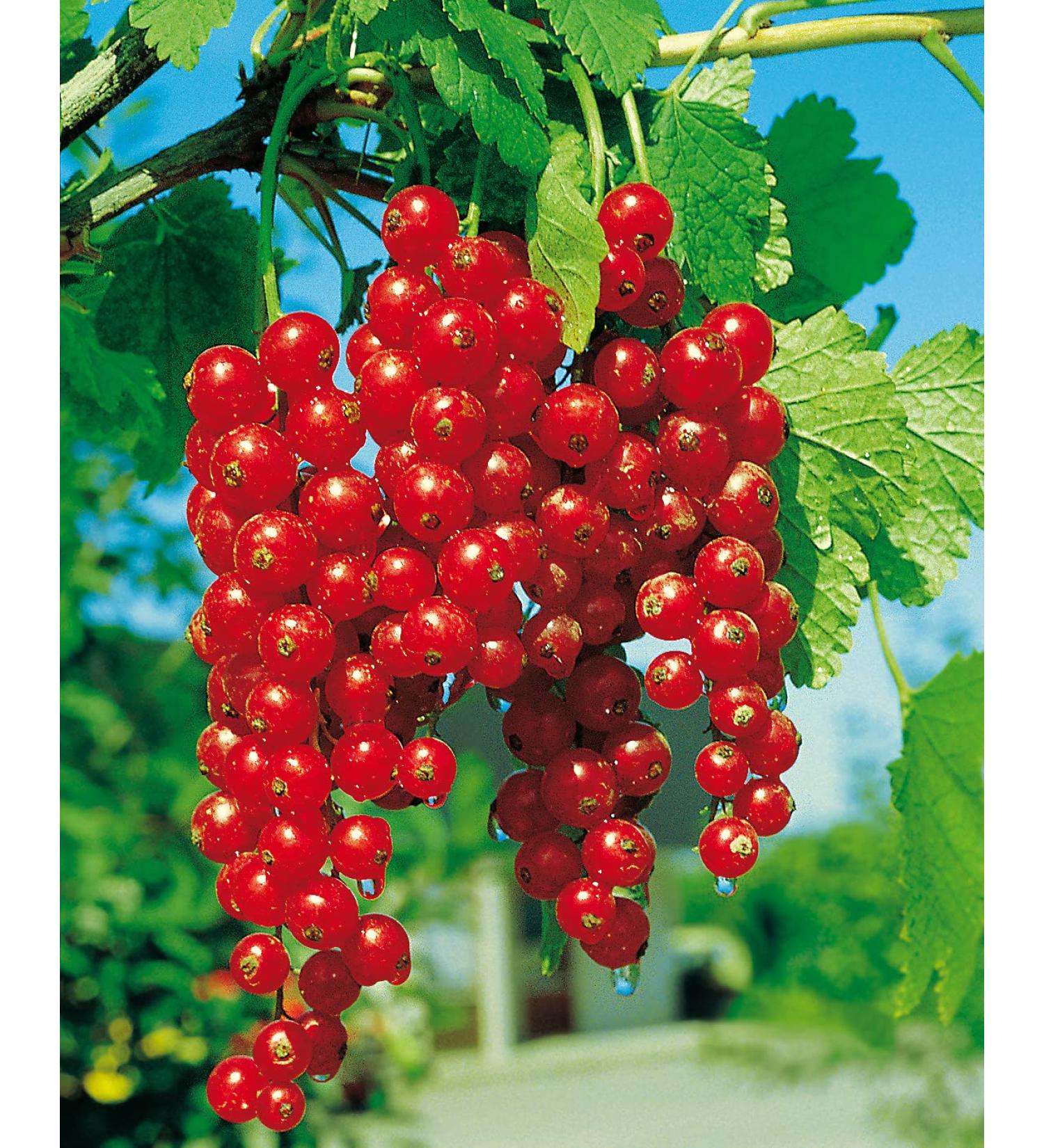 Red Currant 'Rovada ' - Half Standard in Container | Premium International Shipping - Buy Online on SooperMarket.com