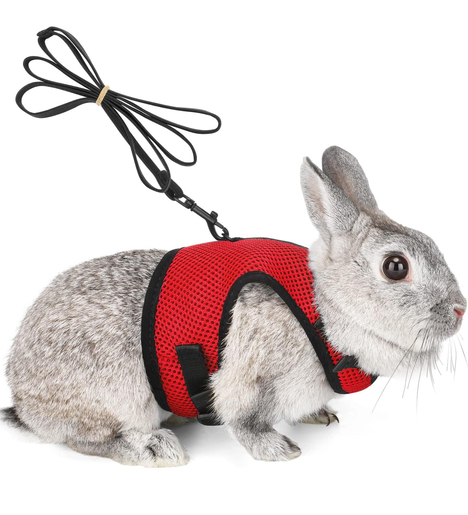 Adjustable Soft Rabbit Dishes & Leash for Small Pets | Kitty & Bunny Walking Accessories - Red XS (20-27.5cm) - Buy Online on SooperMarket.com